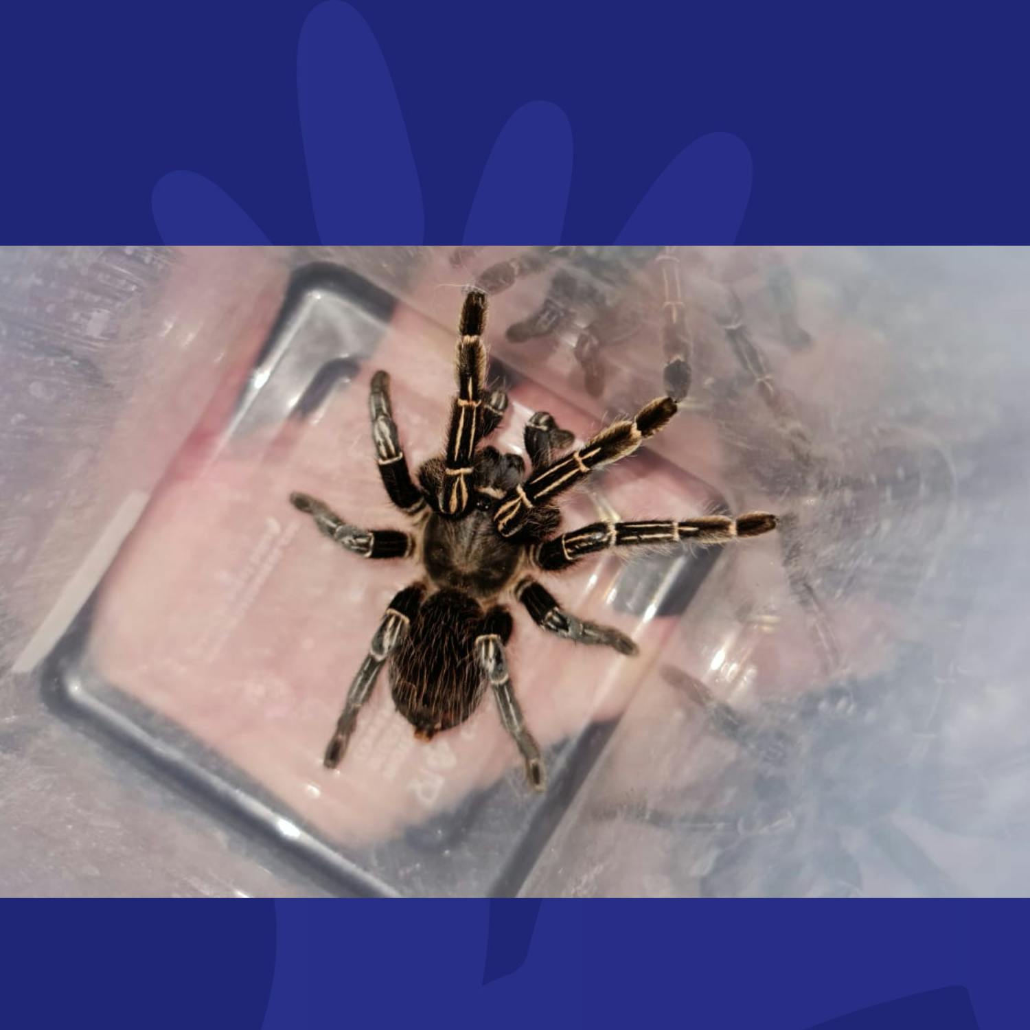 What Would You Do If This Went Missing In Your House? episode artwork