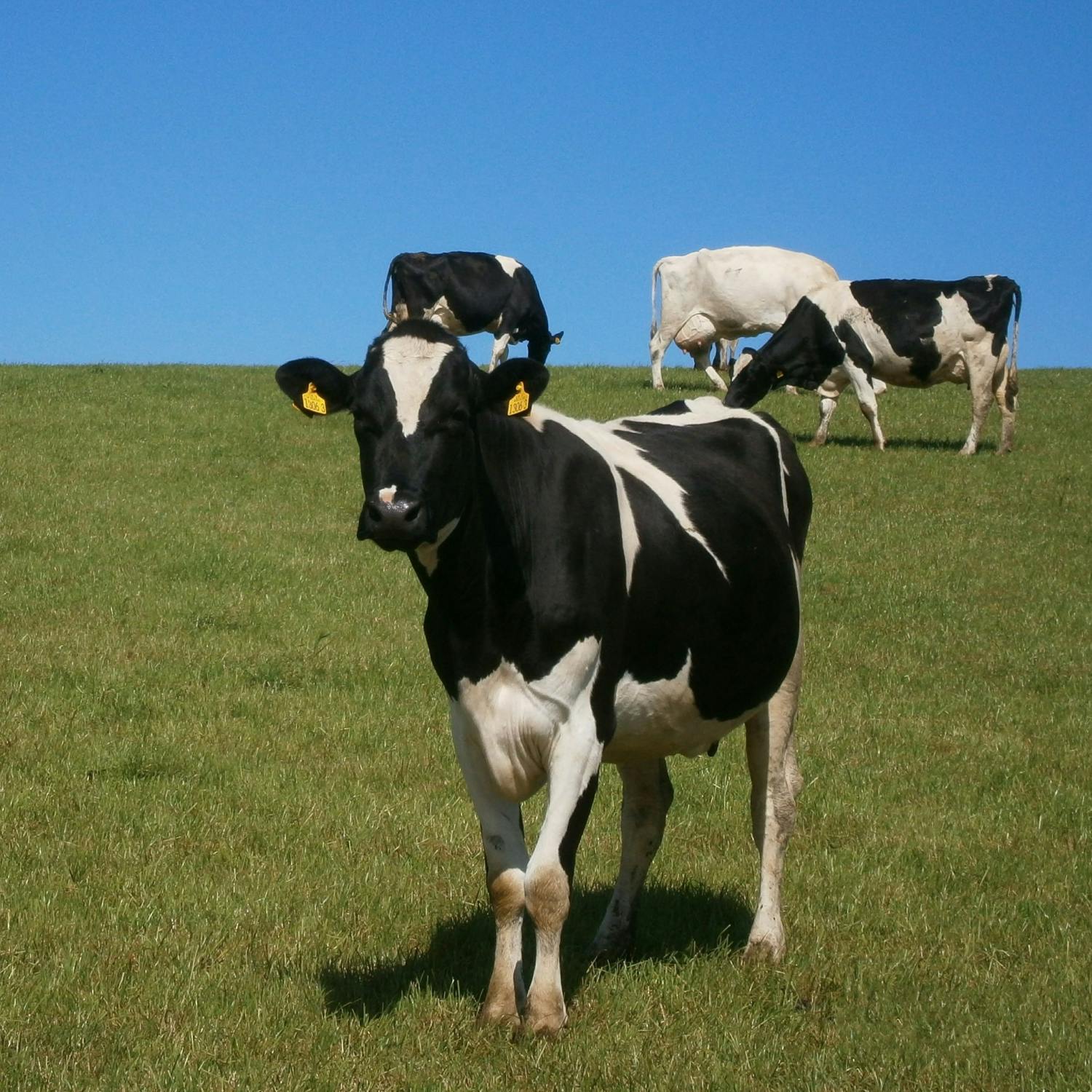 Parenting: How much should my kids help on the farm?