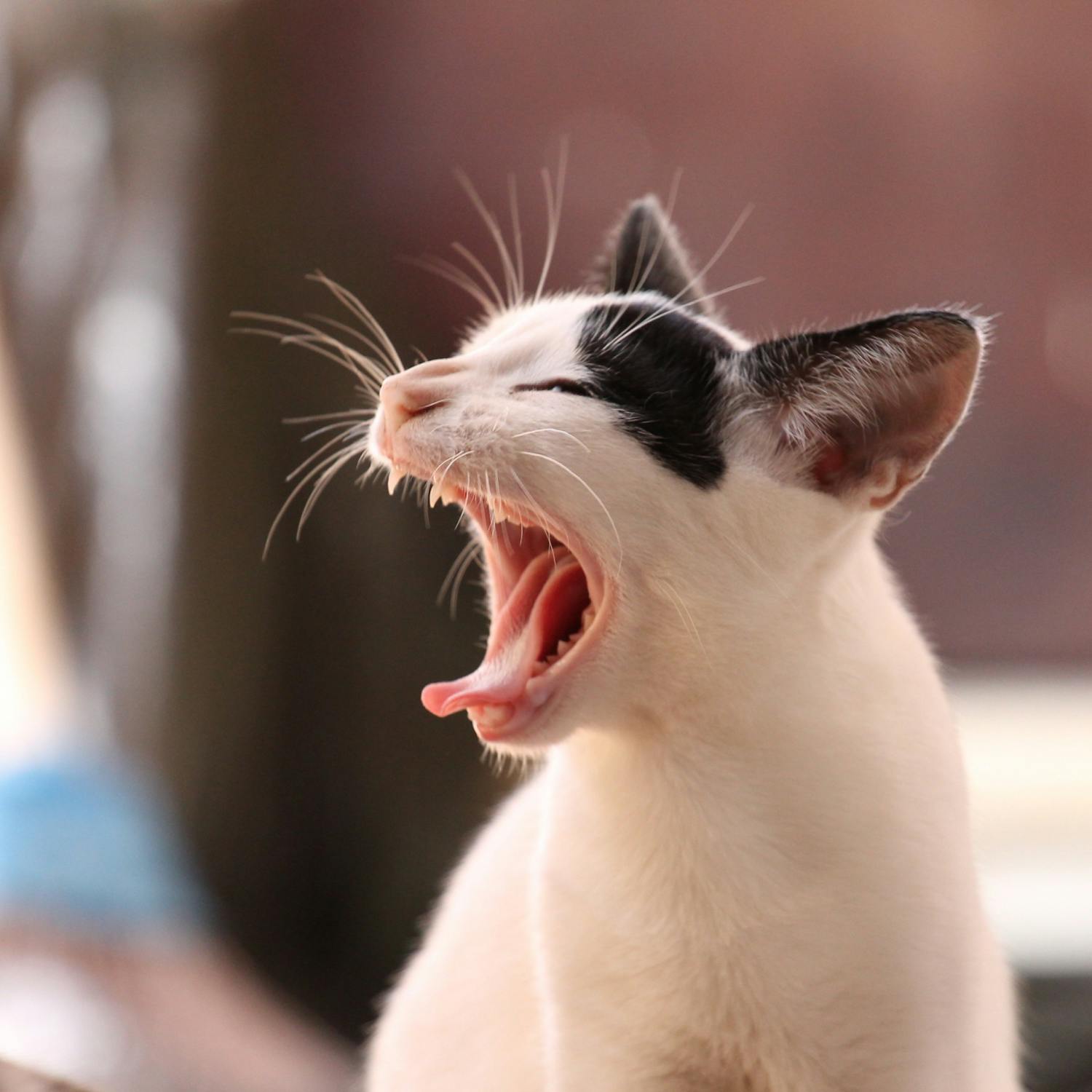 Why do we yawn?