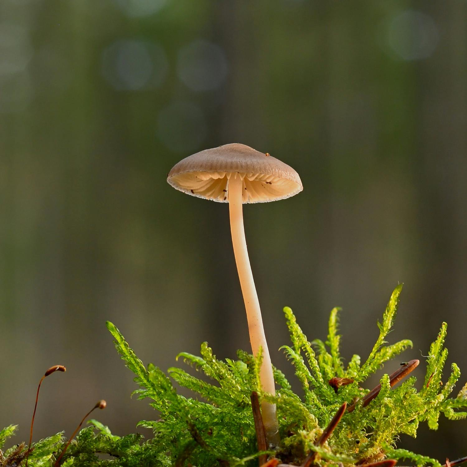 Managing lawn mushrooms at this time of year