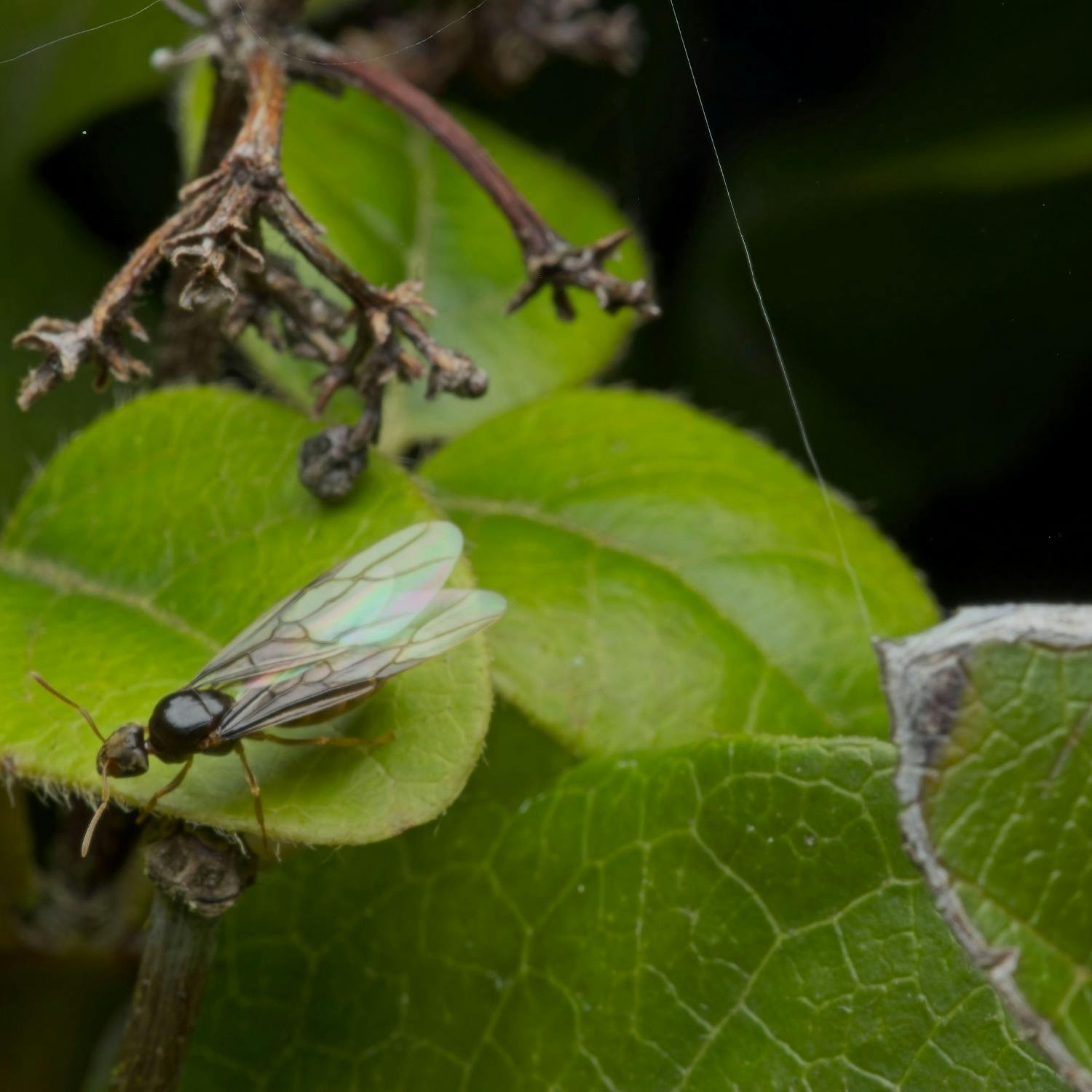 Green Scene: A common type of ant breaks the rules of biology