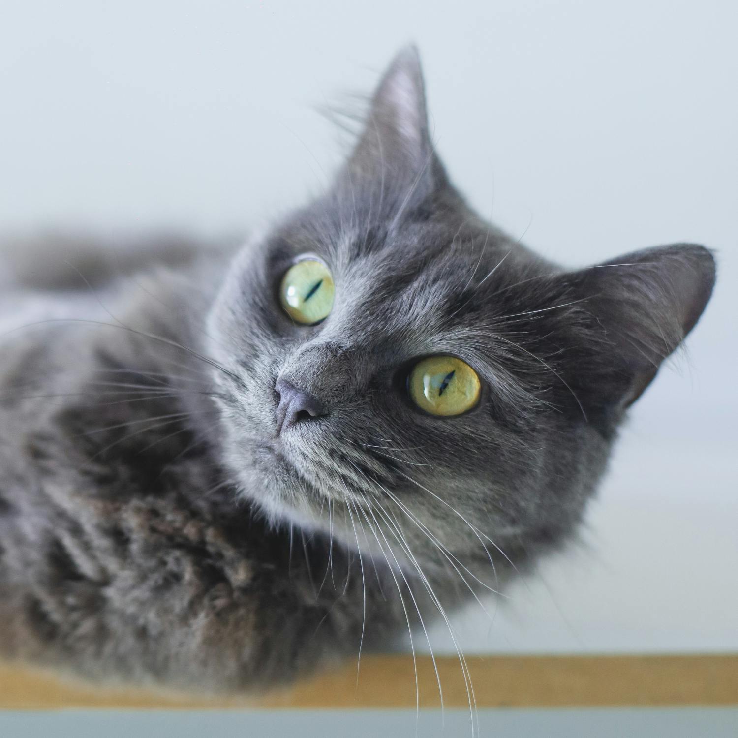 How to do Stuff: Learning to love cats How to do Stuff: Learning to love cats