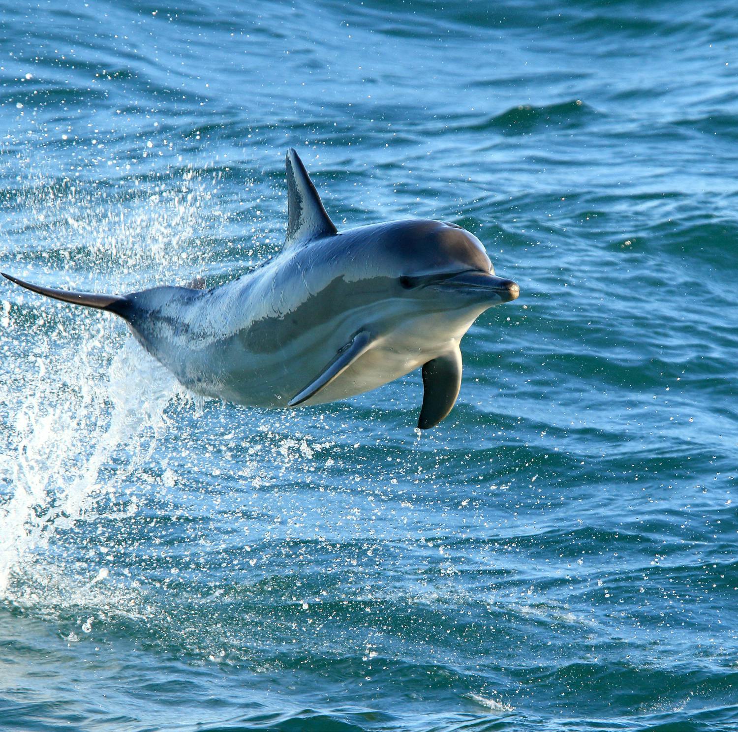 What to do if you encounter a dolphin up close? Image