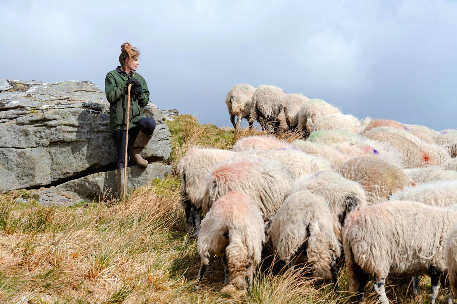Farming: An ewe that refuses to have anything to do with the main flock