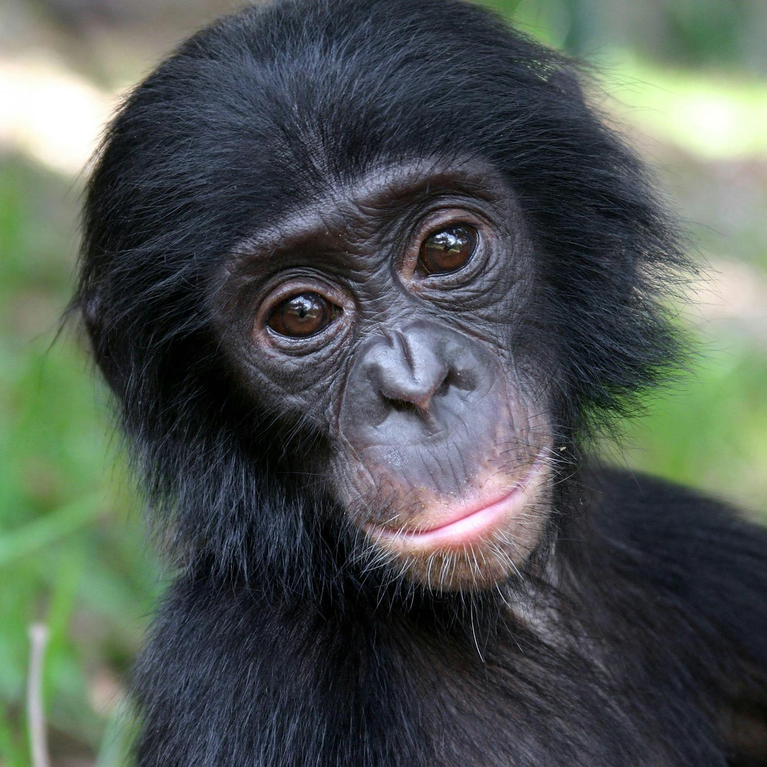 New study finds monkeys  can engage in make-believe episode artwork