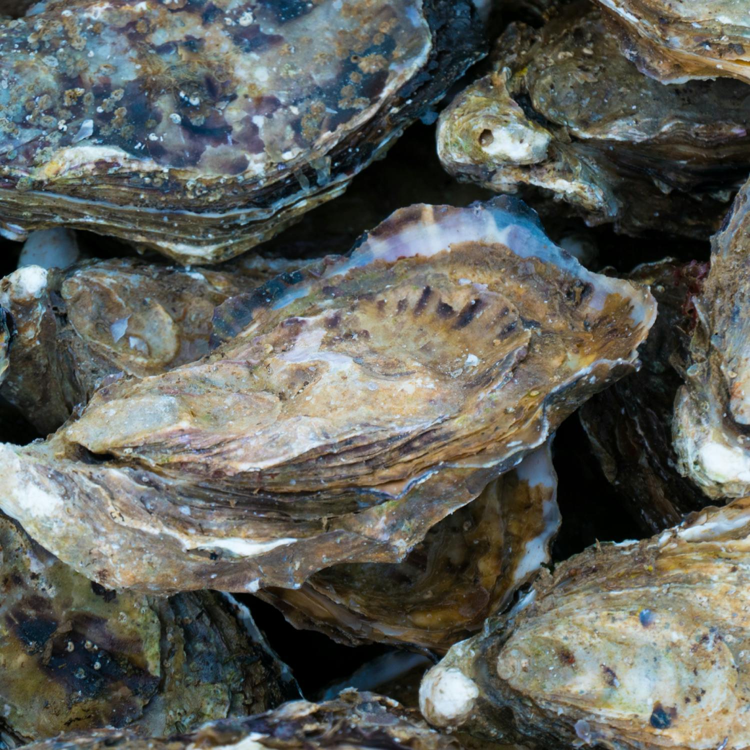 Why this Professor communicated her research through jazz