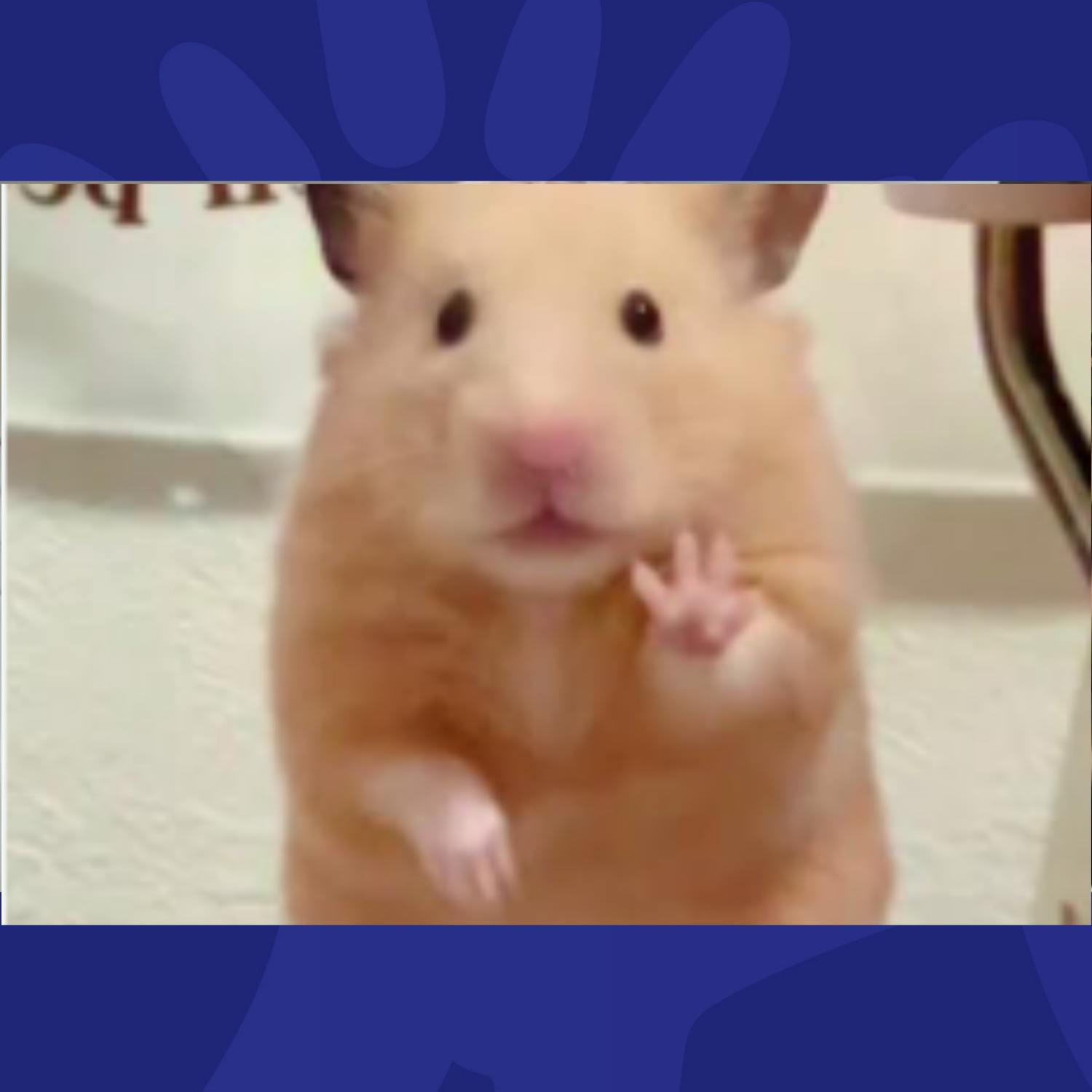 This Has To Be The Greatest Name For A Hamster