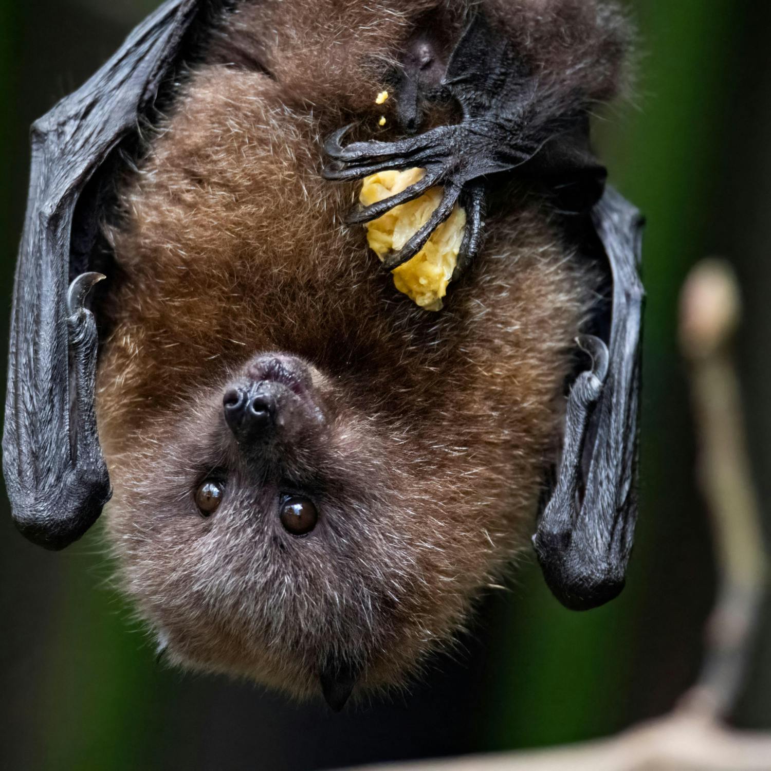 Do we need to start changing our attitude to bats?  