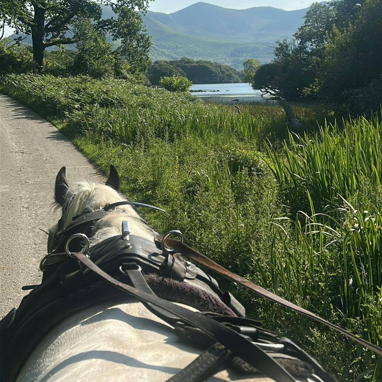 The magical tour of Killarney National Park episode artwork