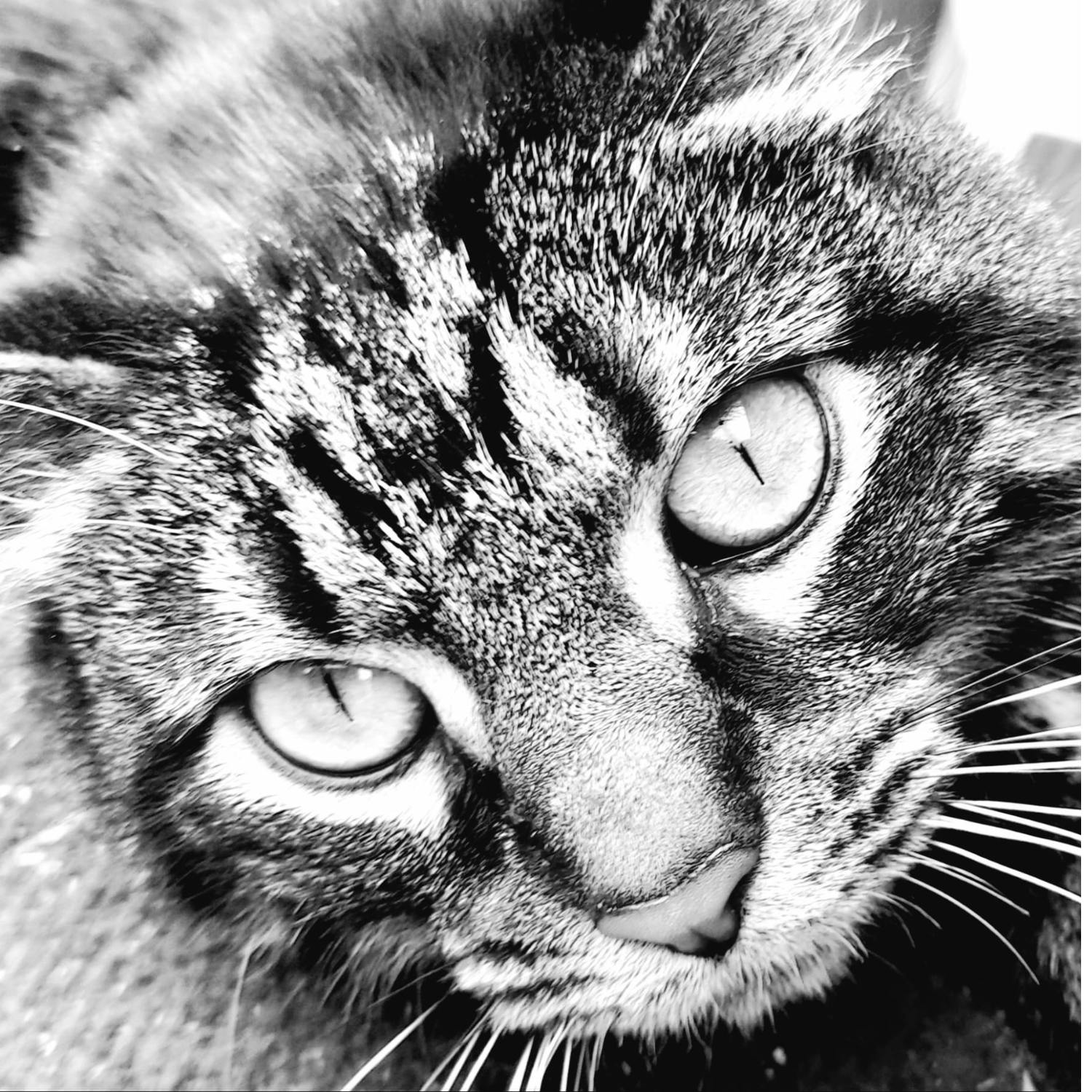 A Cat the most destructive, invasive predators in the natural world