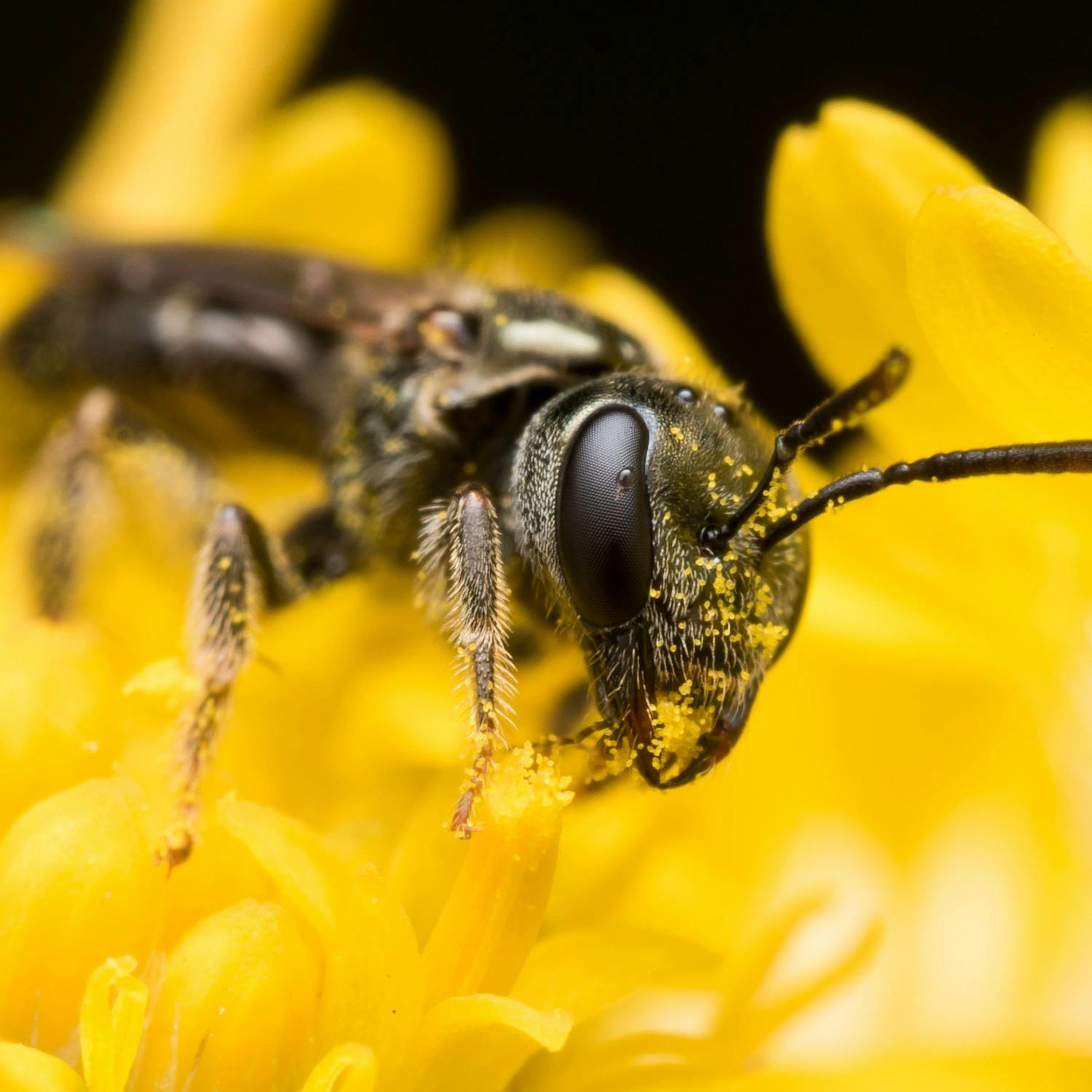 Green Scene: Honeybee lifespan and rowdy Octopuses Image