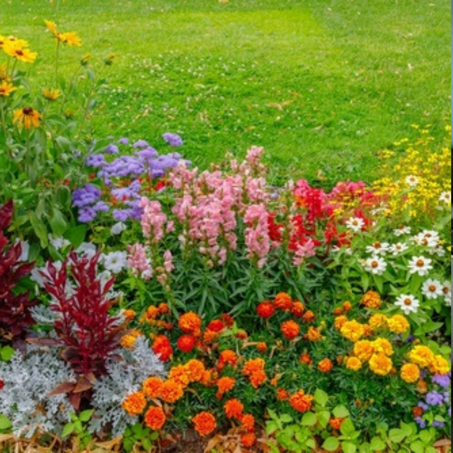 Gardening with Paraic