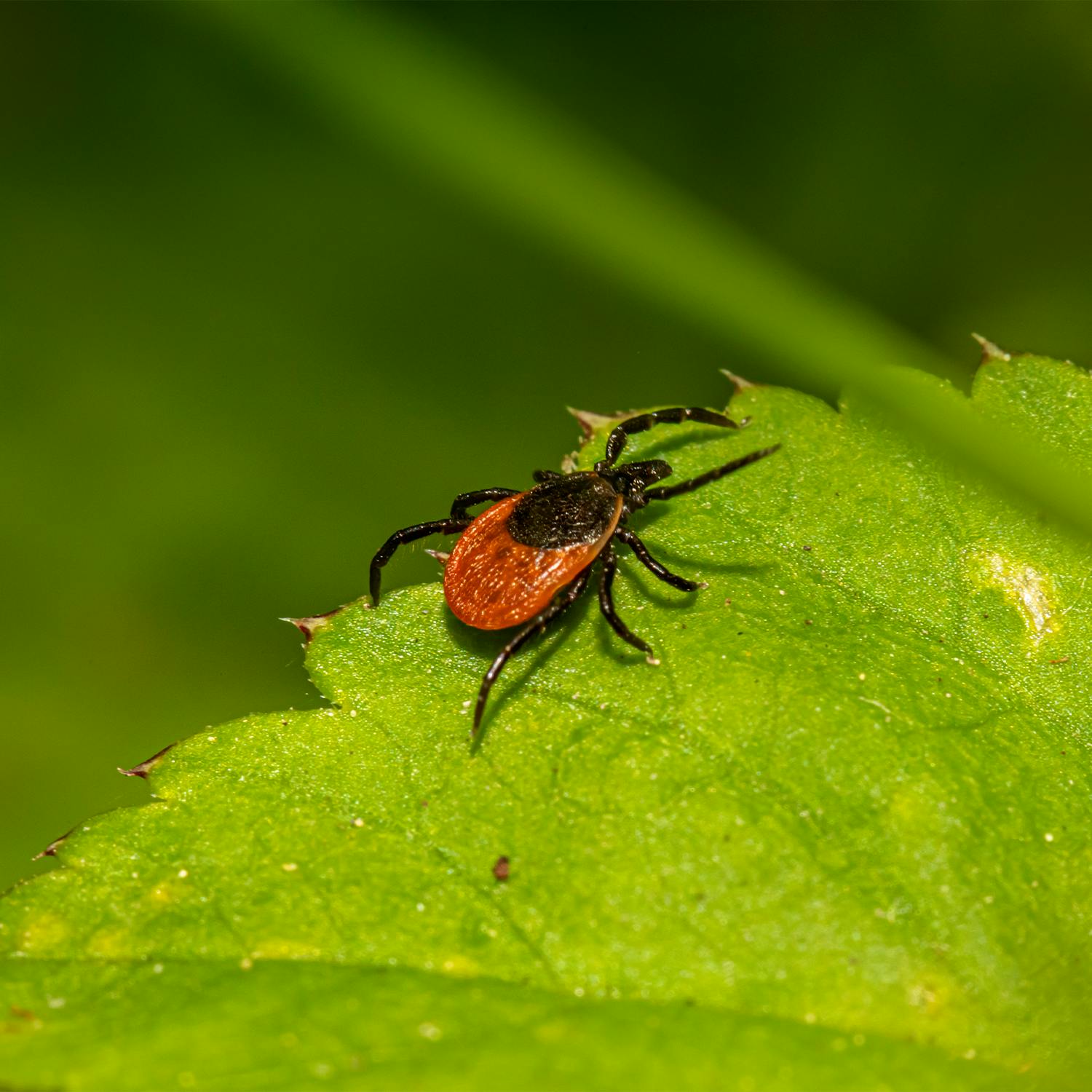 Have you ever had Lyme disease?