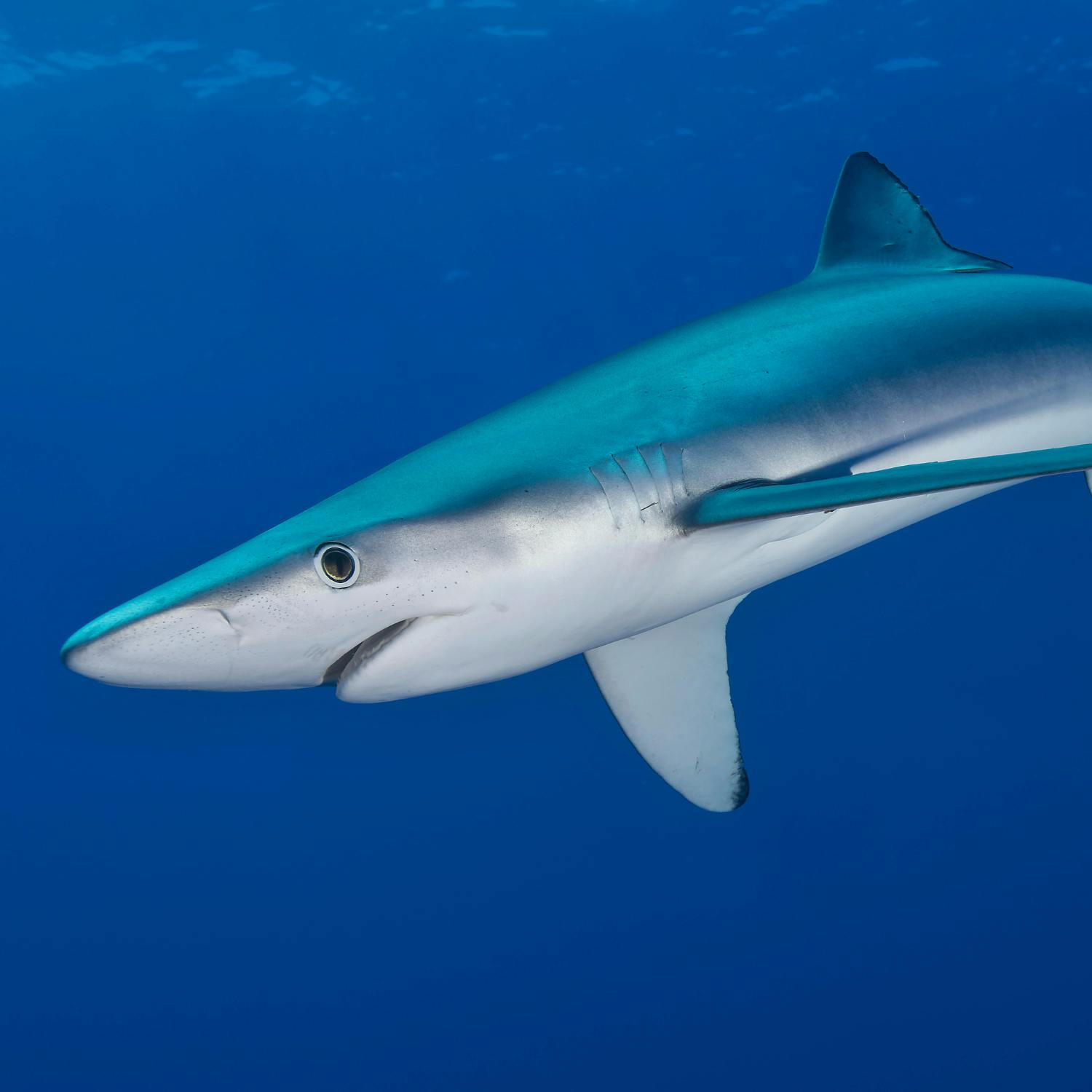 Green Scene: The blue shark that can change the colour of its skin
