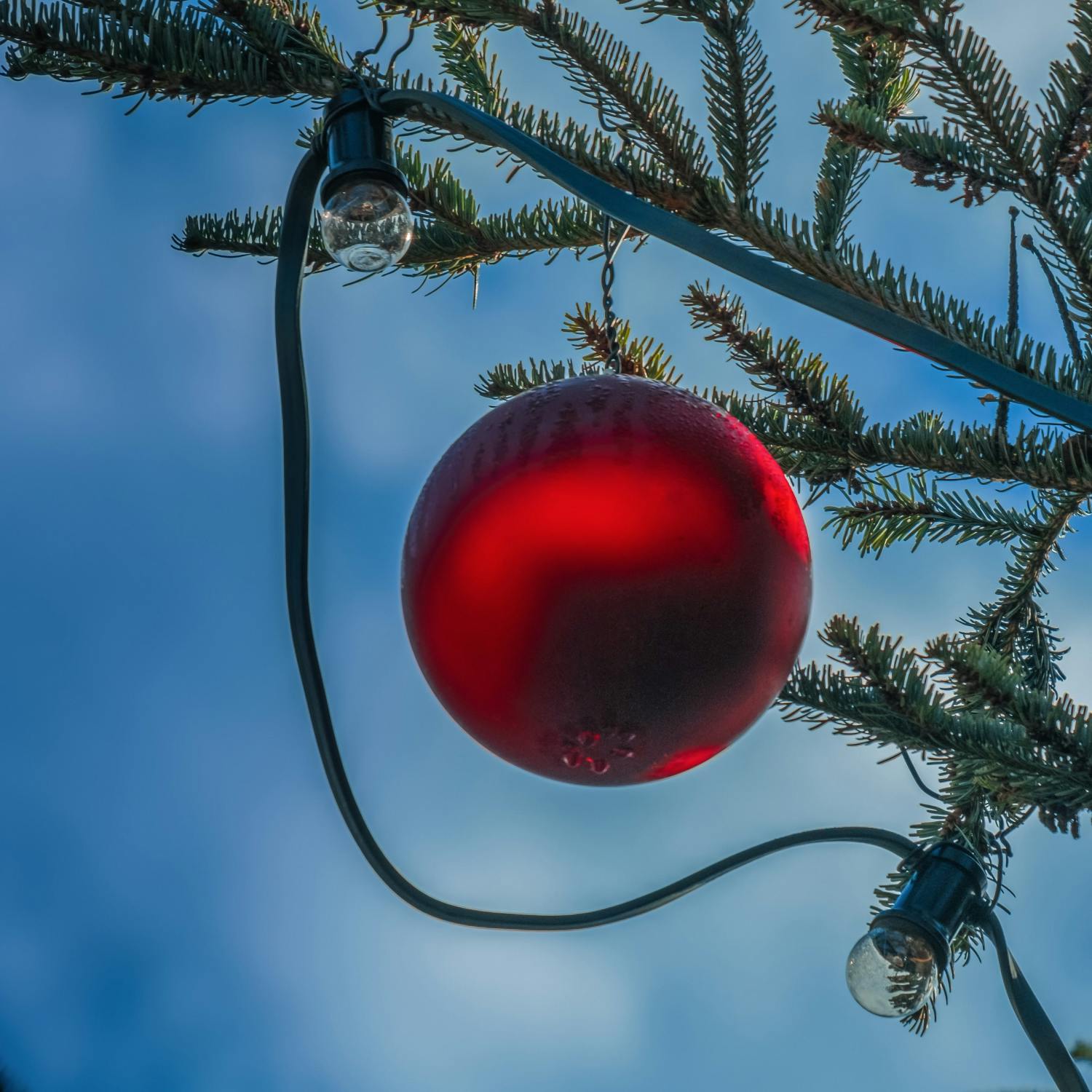 How to survive your family around Christmas! How to survive your family around Christmas!