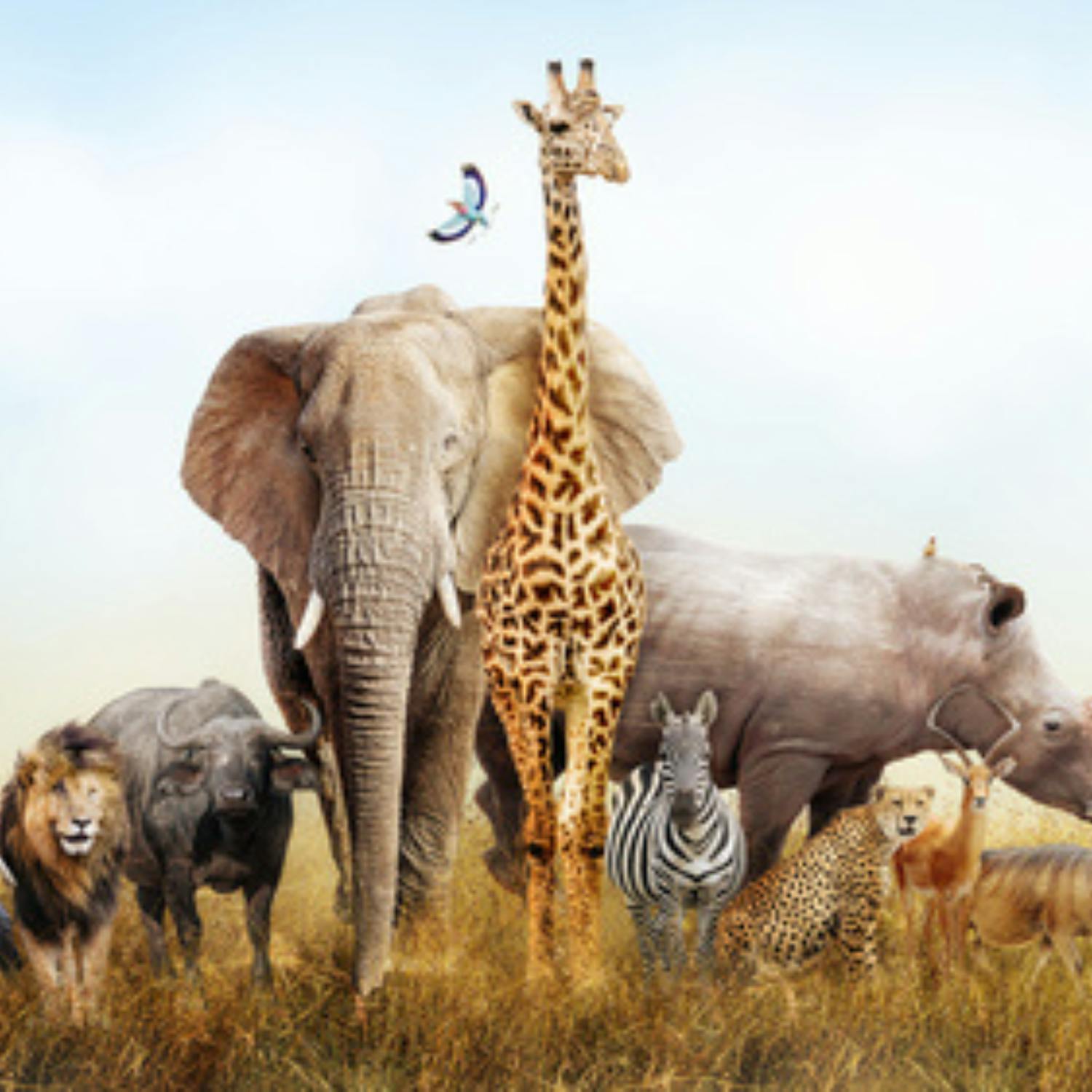 Green Scene: Do animals mourn their dead?