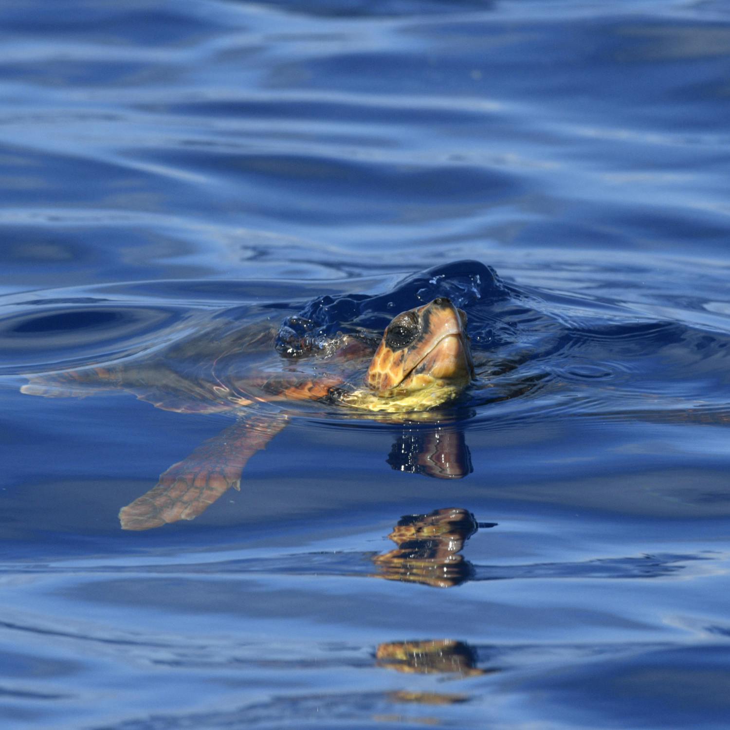 Thumbnail for Loggerhead sea turtle Molly returns to the ocean!