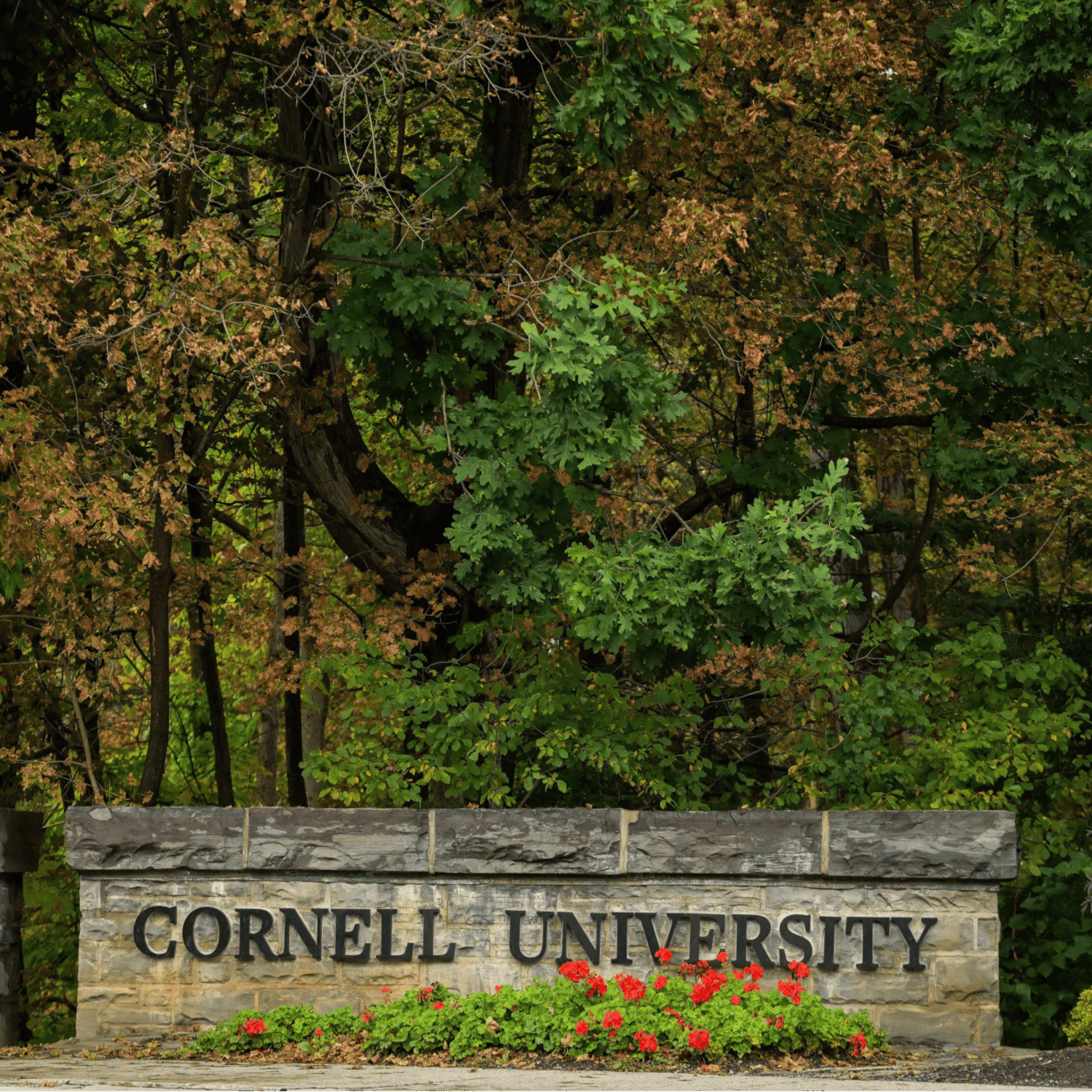 The Cornell 7