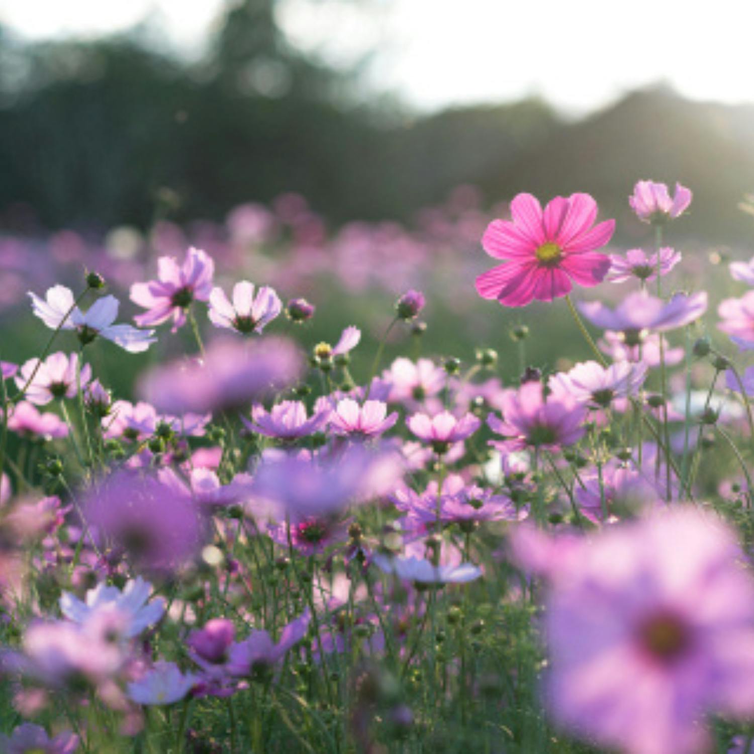 Gardening: Planting some spring colour