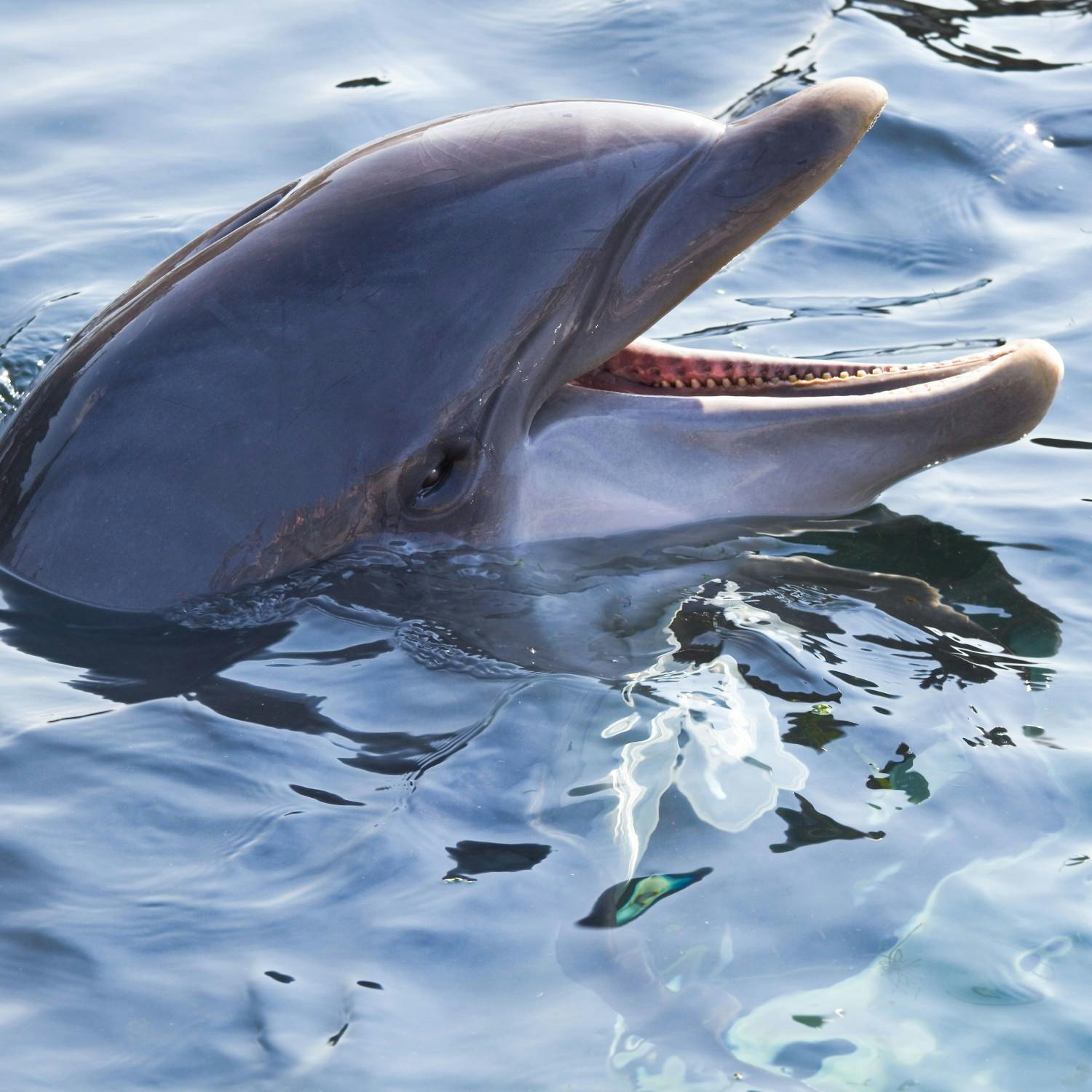 Green Scene: Why dolphins are more like us than you’d think? Image