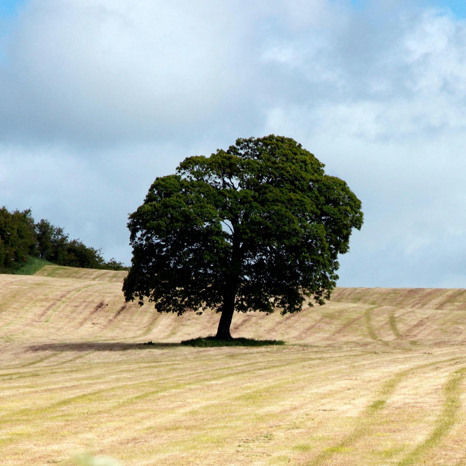 Would planting more female trees reduce hay fever levels?