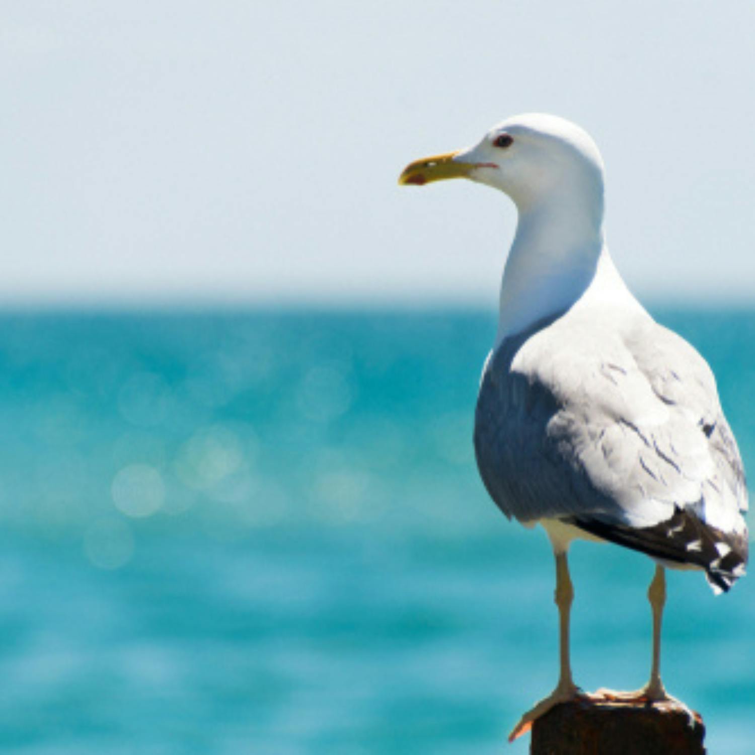 Seagulls are a friend or foe? episode artwork