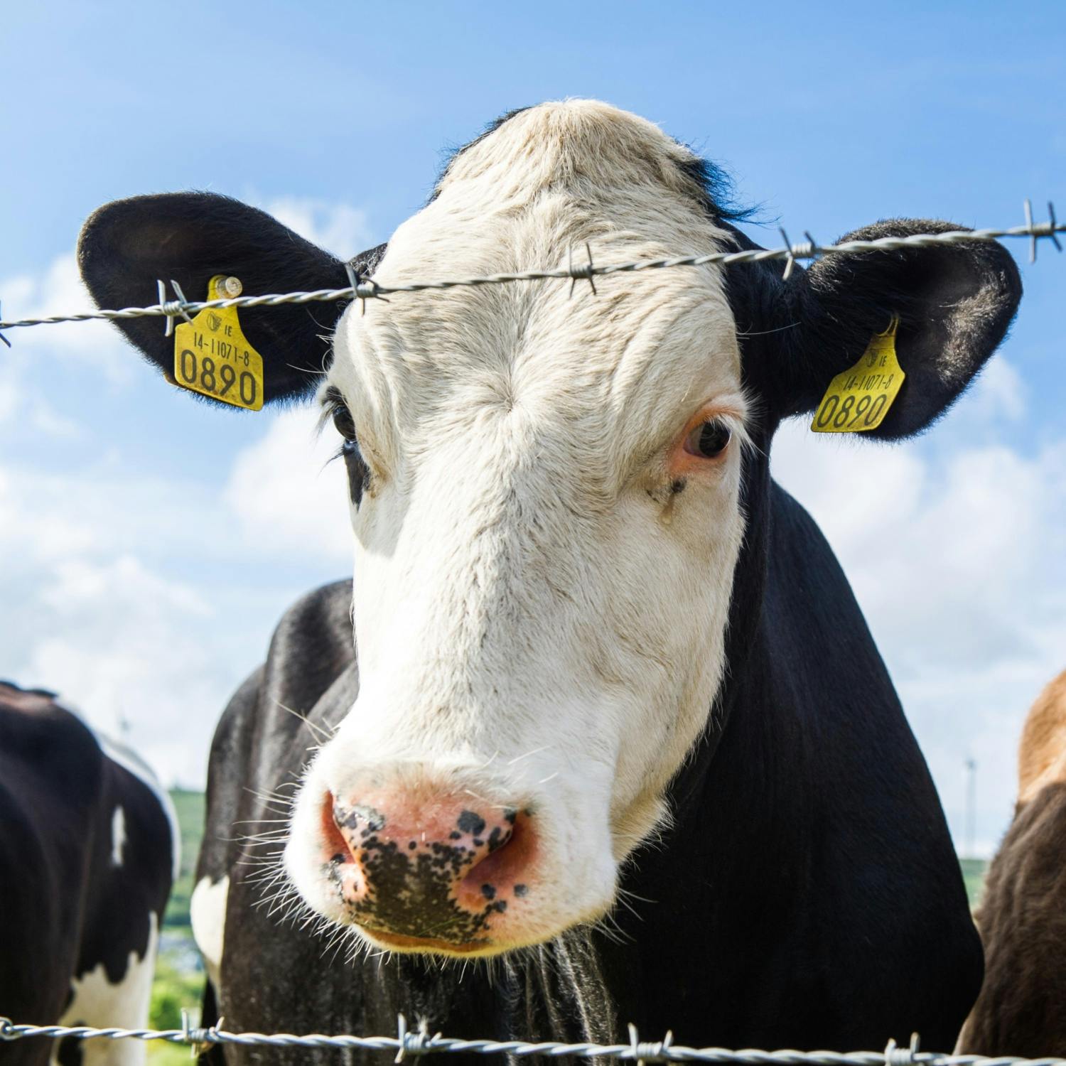 Do We Need To Change How We Eat To Achieve Climate Goals?