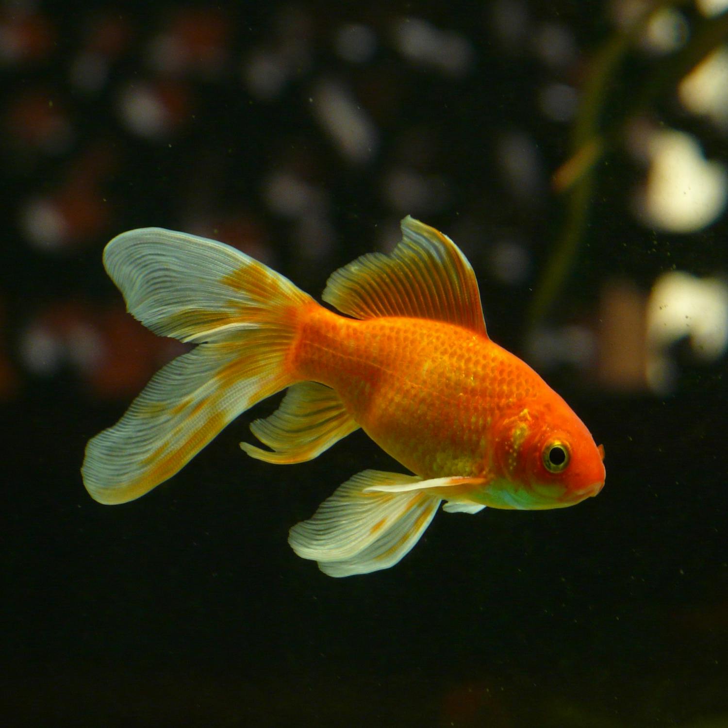 Vet performs surgery and saves goldfish Image