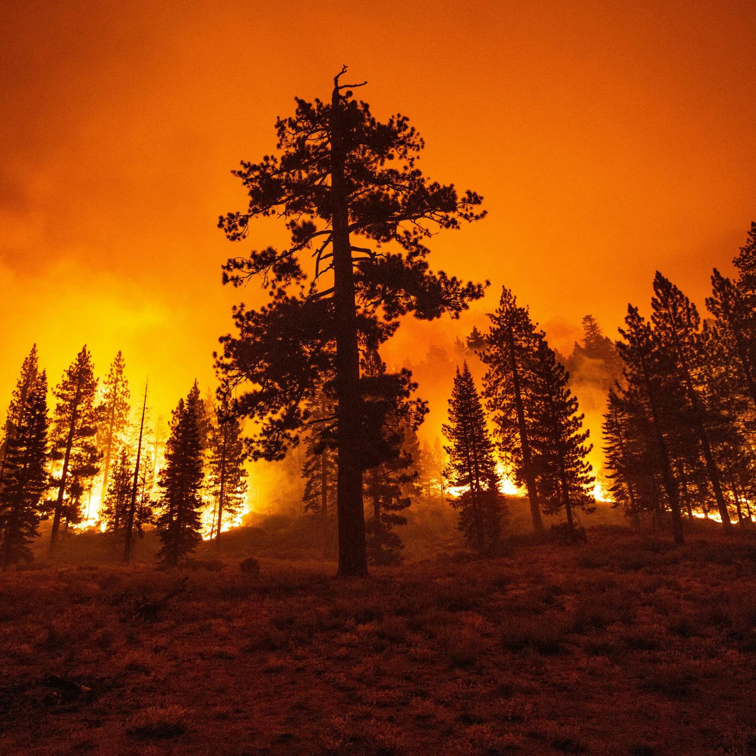 Going Green: The impact of the raging wildfires in Europe