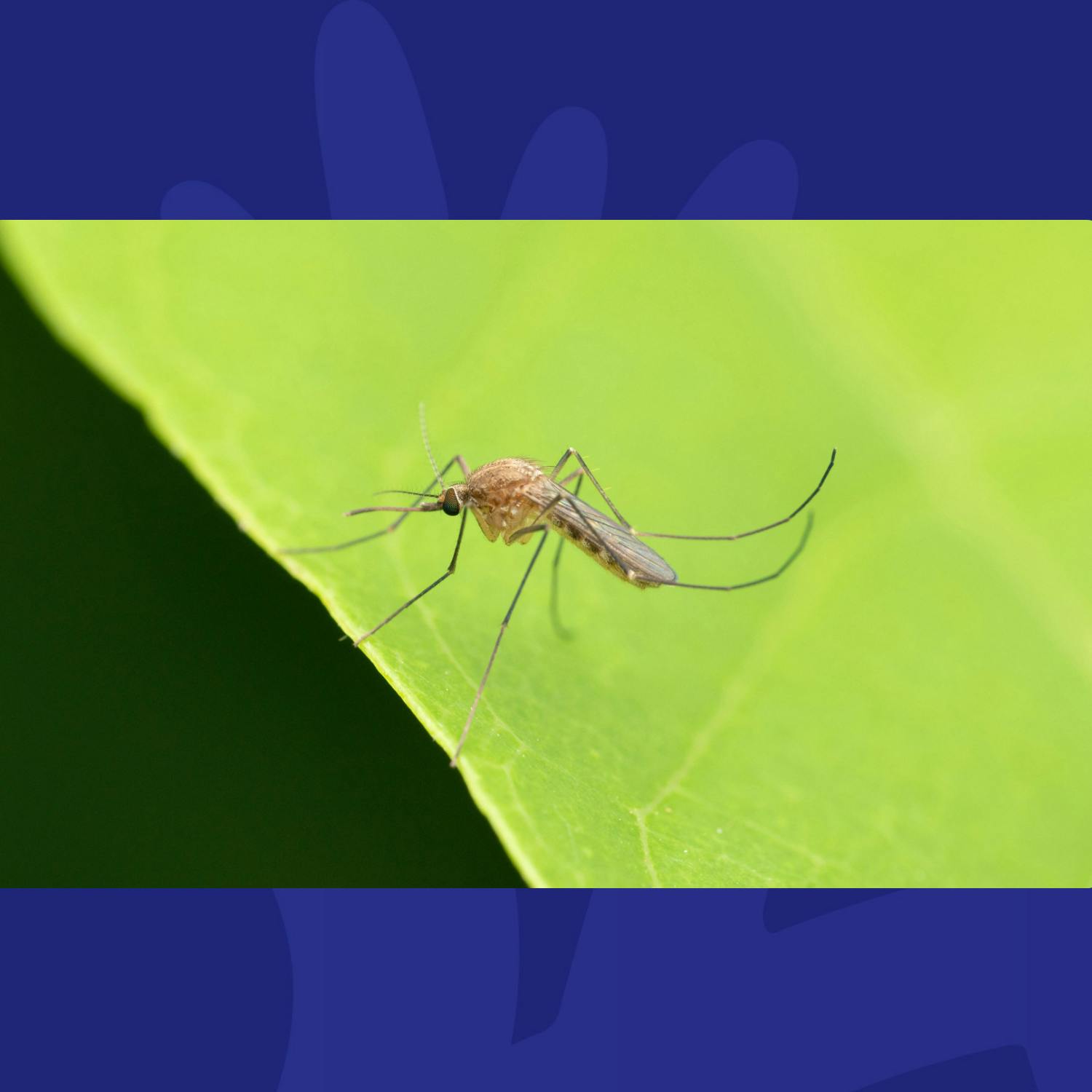 Ask Dave: What Are The Point Of Mosquito's?