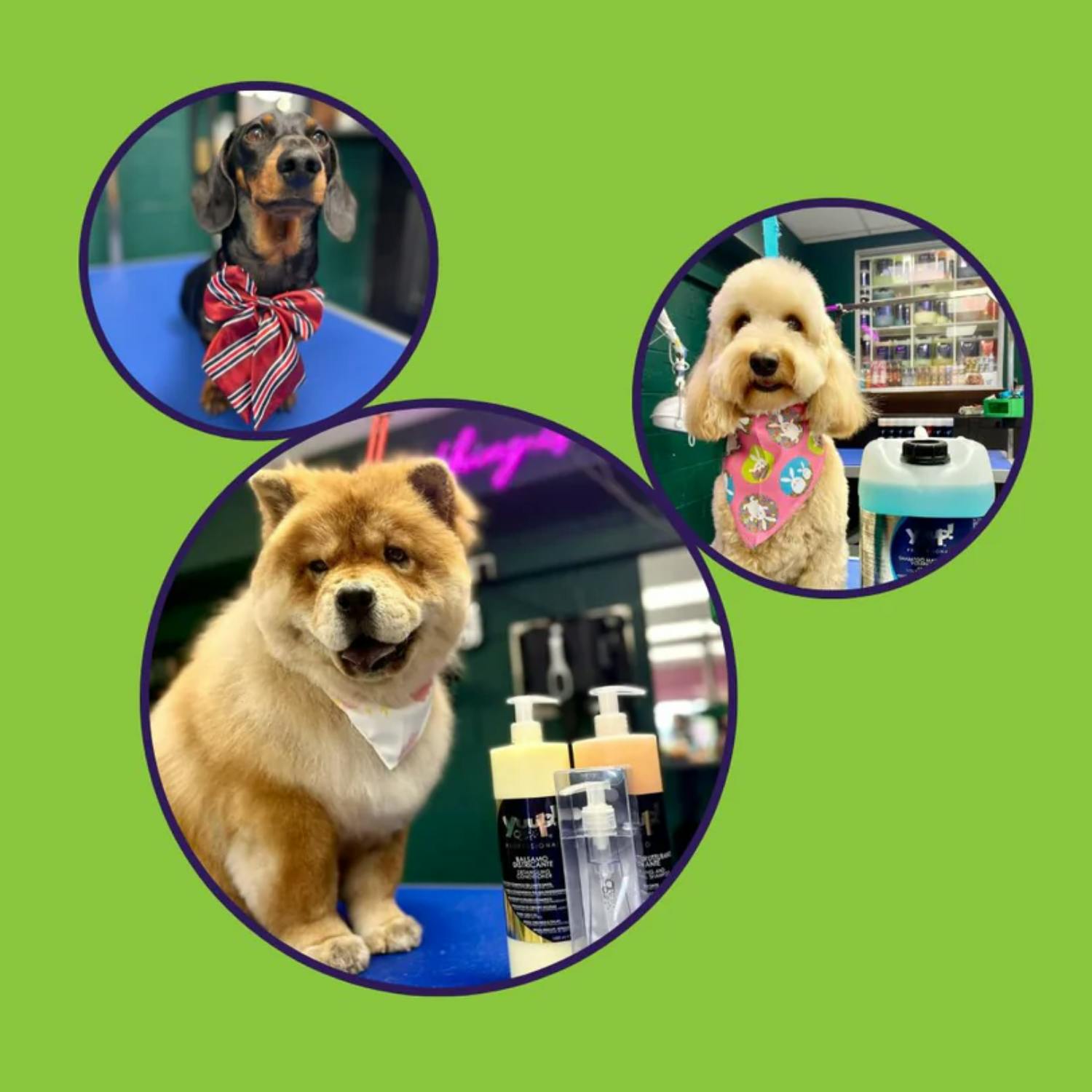 The day to day of a doggie daycare Image