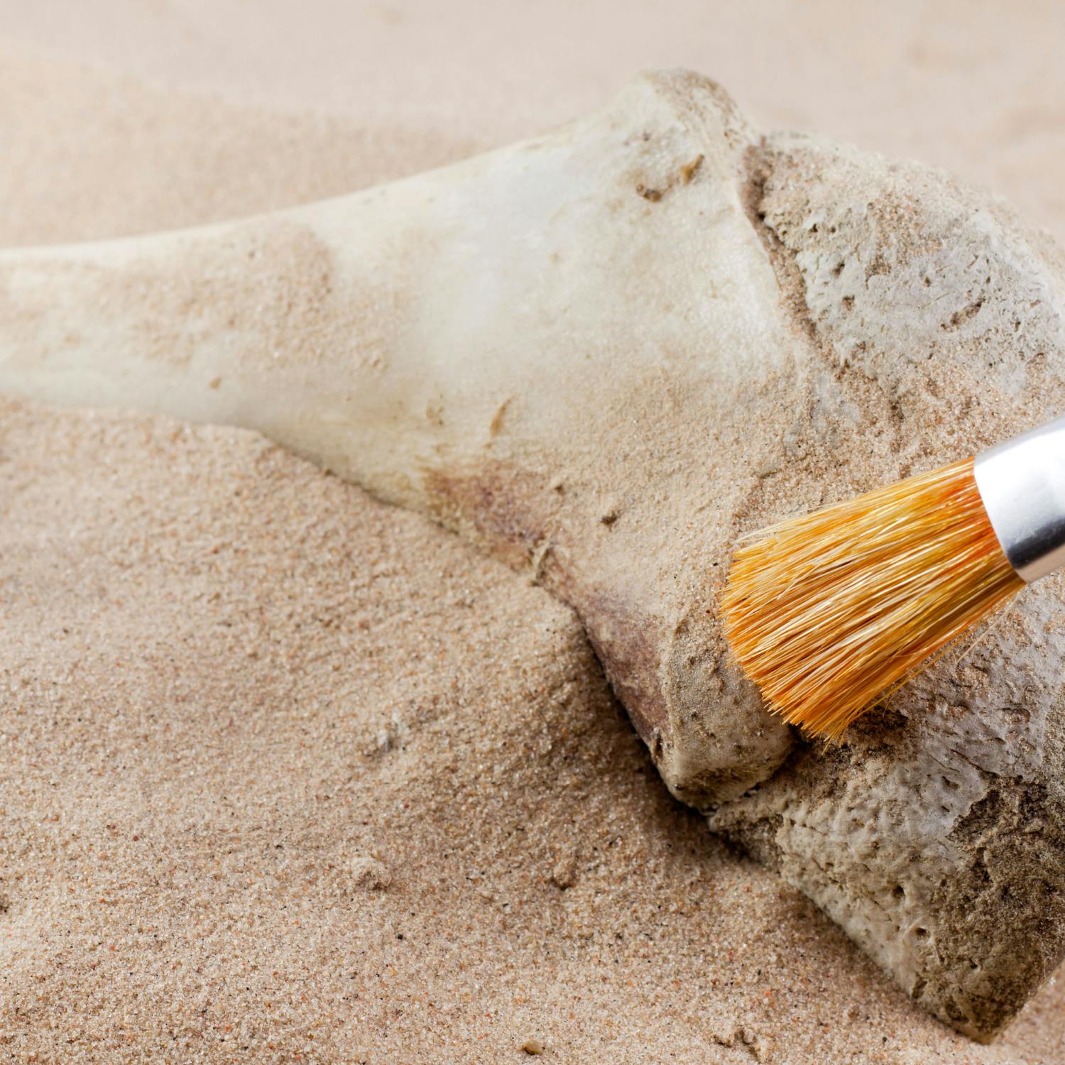 A new species of dinosaur has been discovered!