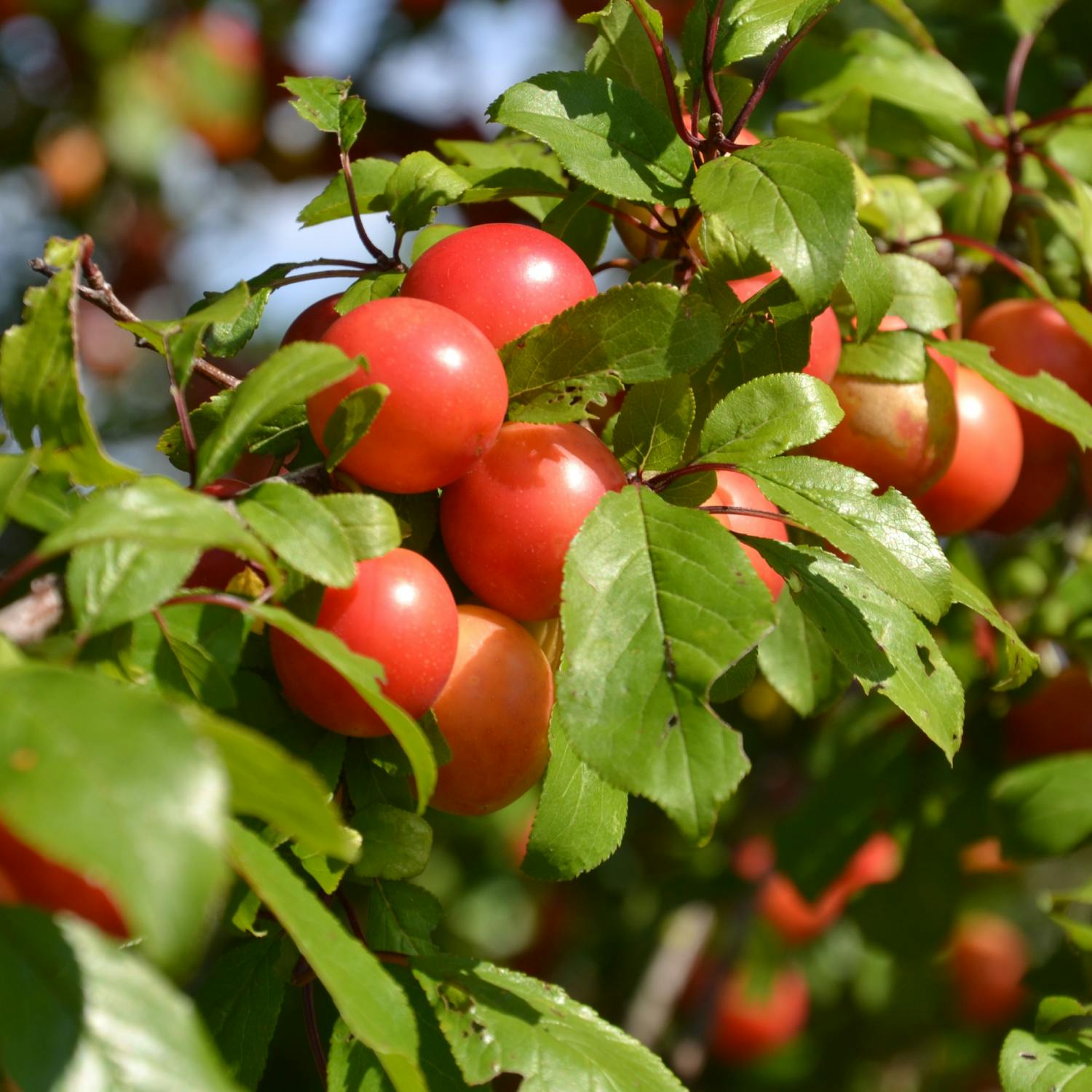 You Are What You Eat: Damsons