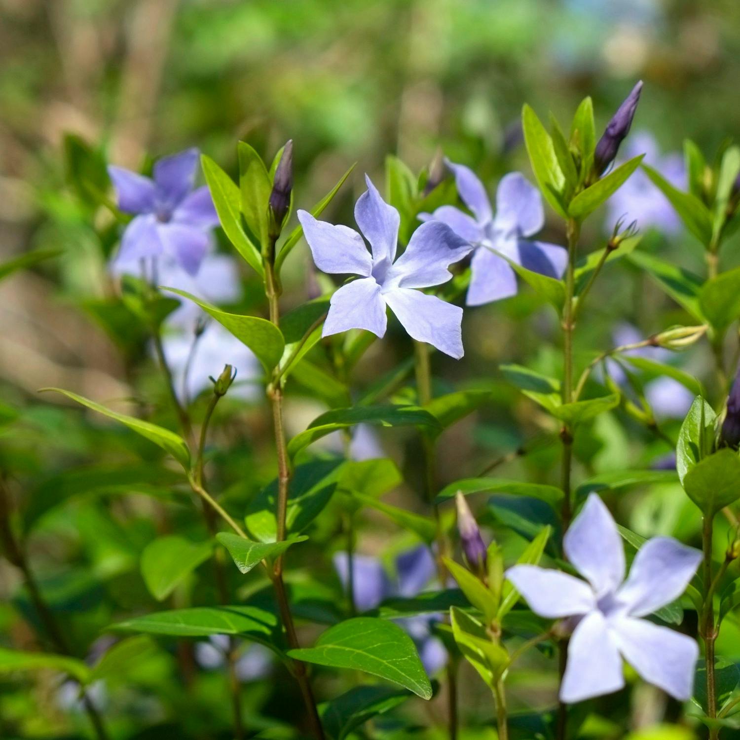 How to spot and treat invasive plants