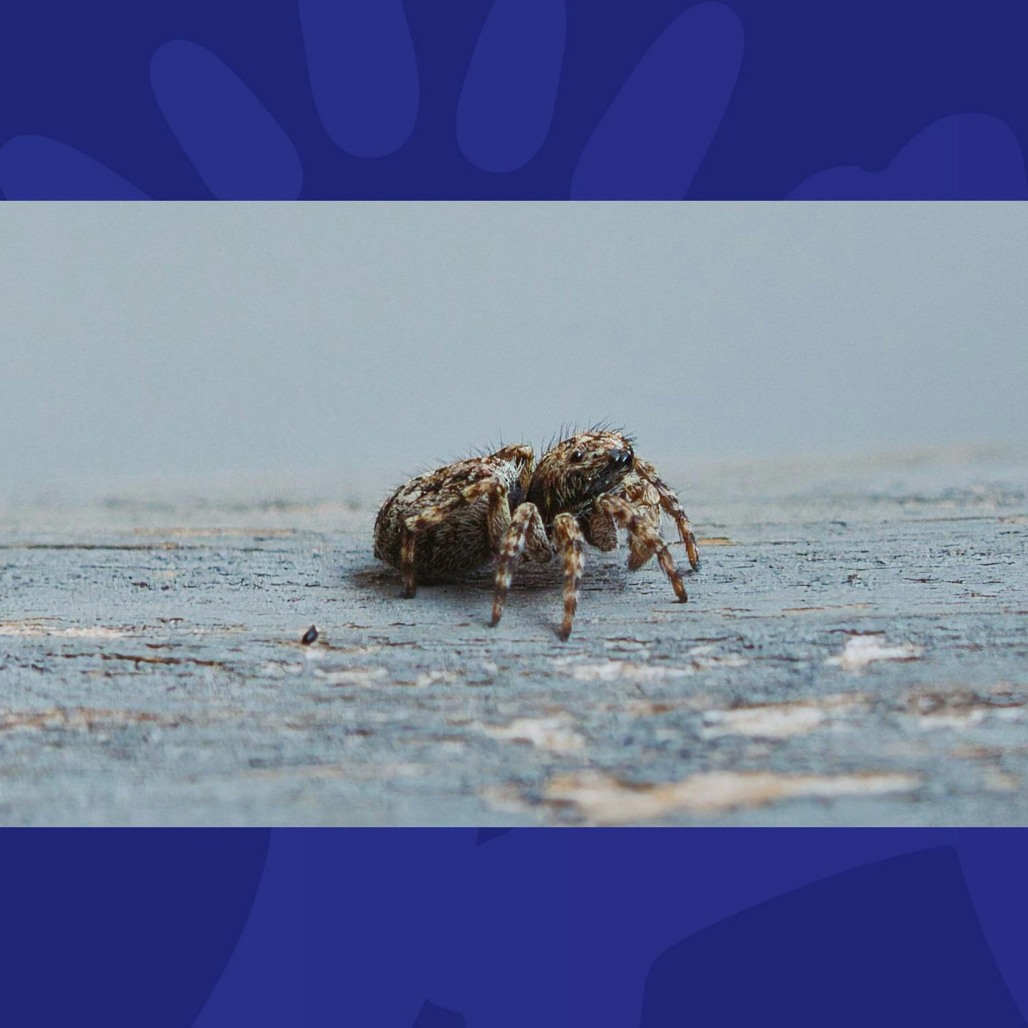 Tell Me I'm Wrong: My Boyfriend Is Scared Of Spiders!