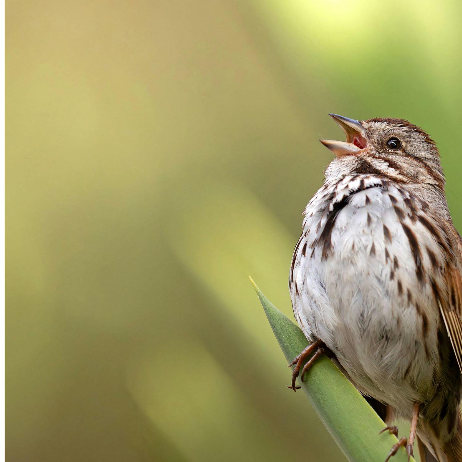 How AI could help birds rediscover lost songs