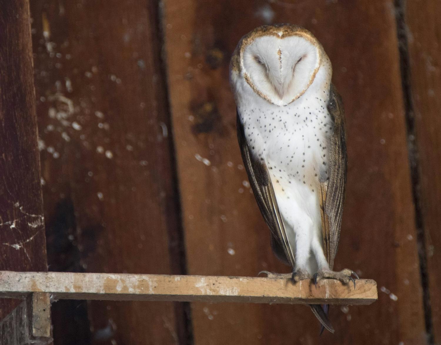 Farming: I don't know if we have one barn owl or a family...