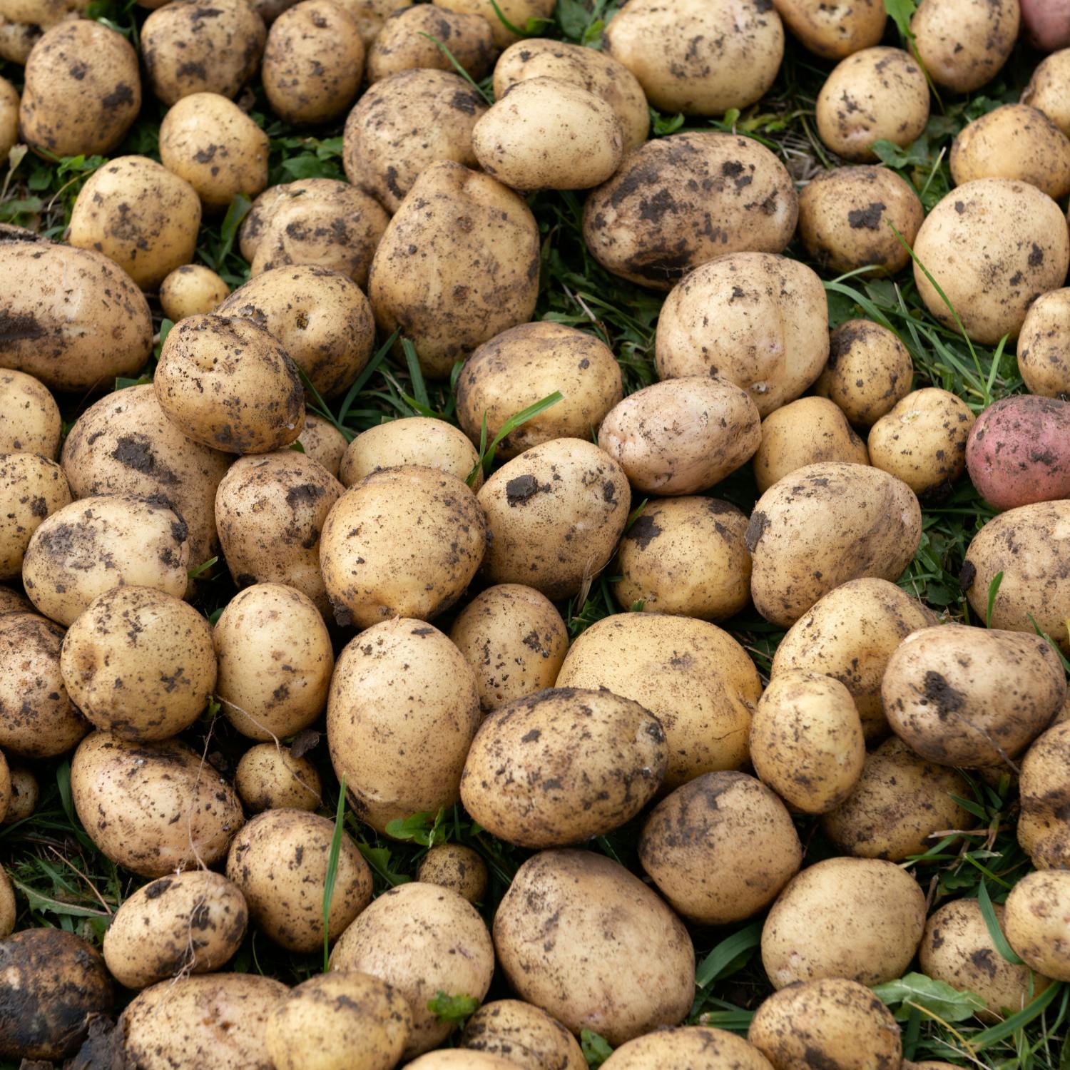 Potato shortages after extreme heat - what to expect