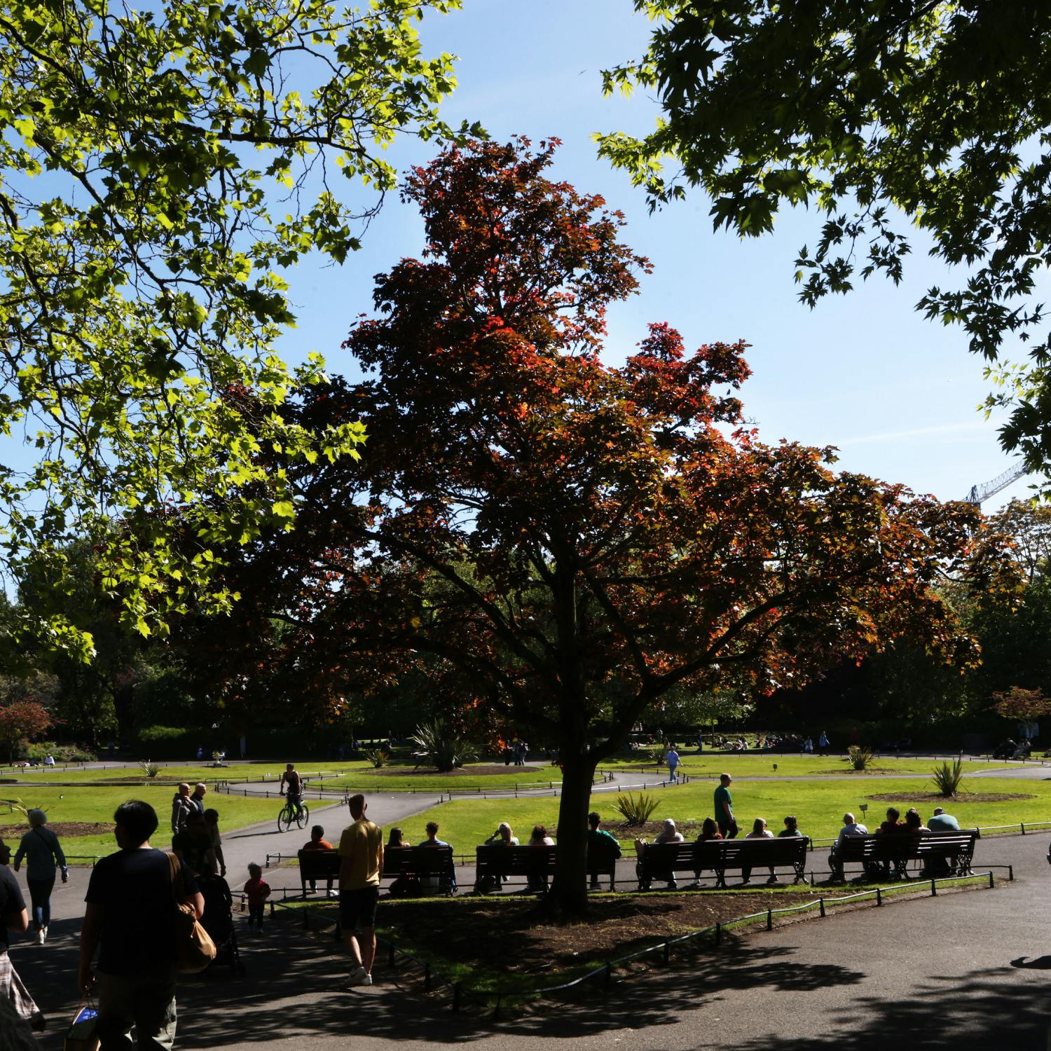 The man responsible for Dublin’s trees