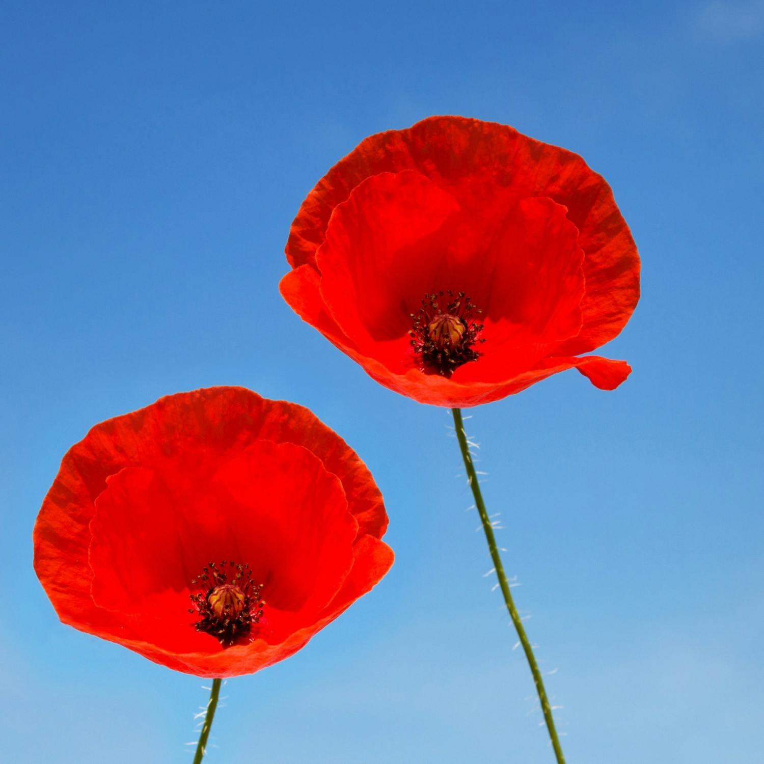 Would you be offended if an Irish person wore a poppy? Would you be offended if an Irish person wore a poppy?