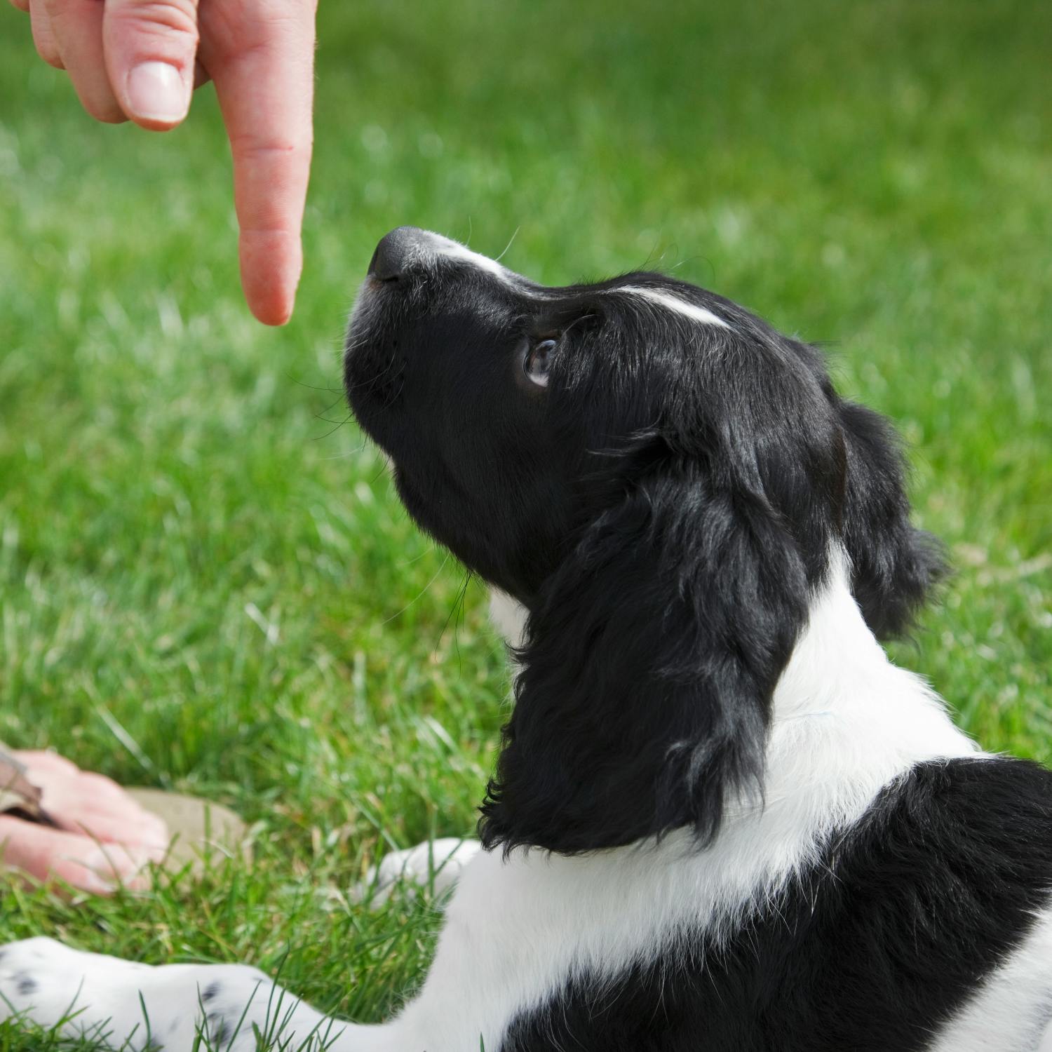 Ask the Expert: Dog Behaviour
