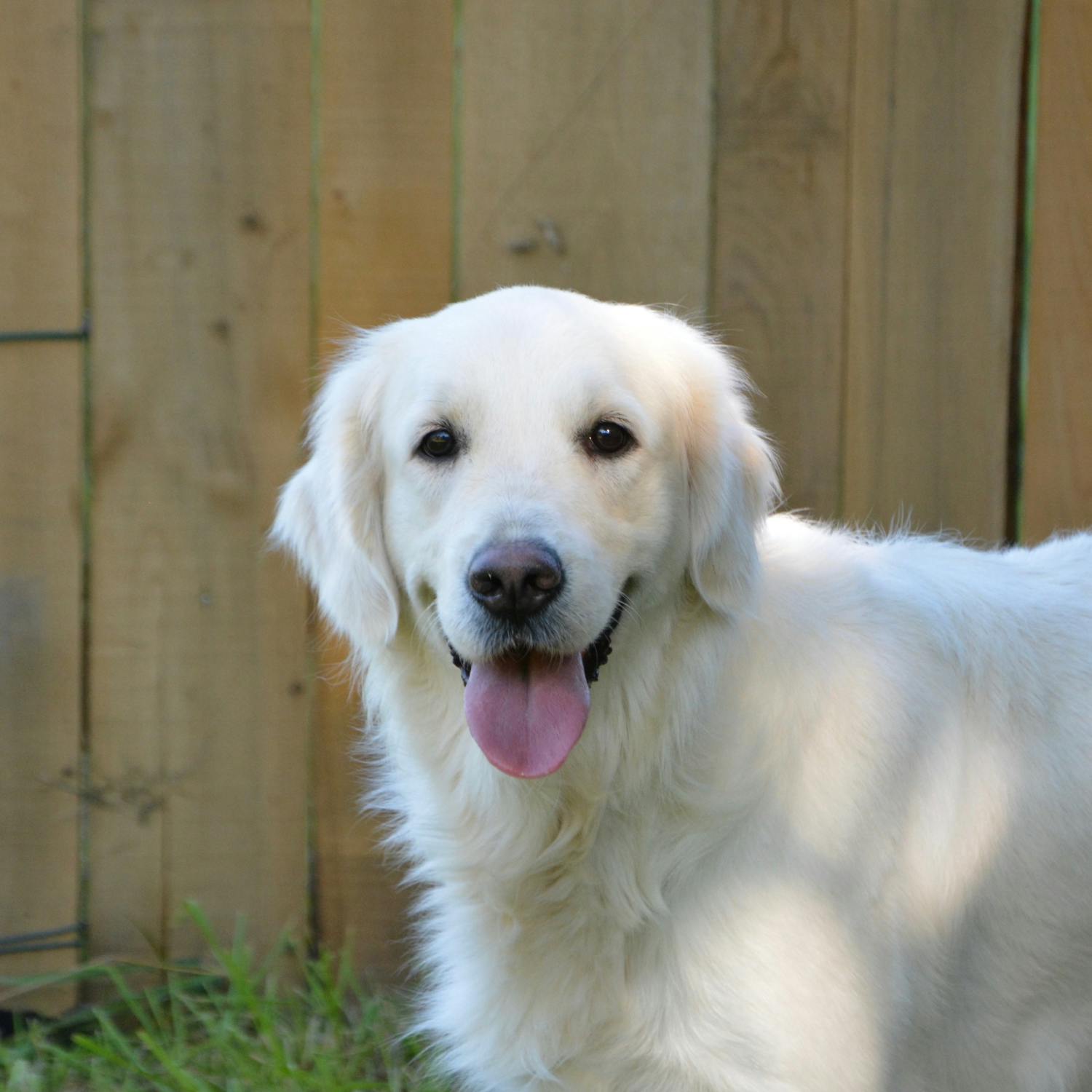 Ask Me Anything: Irish Guide Dogs episode artwork