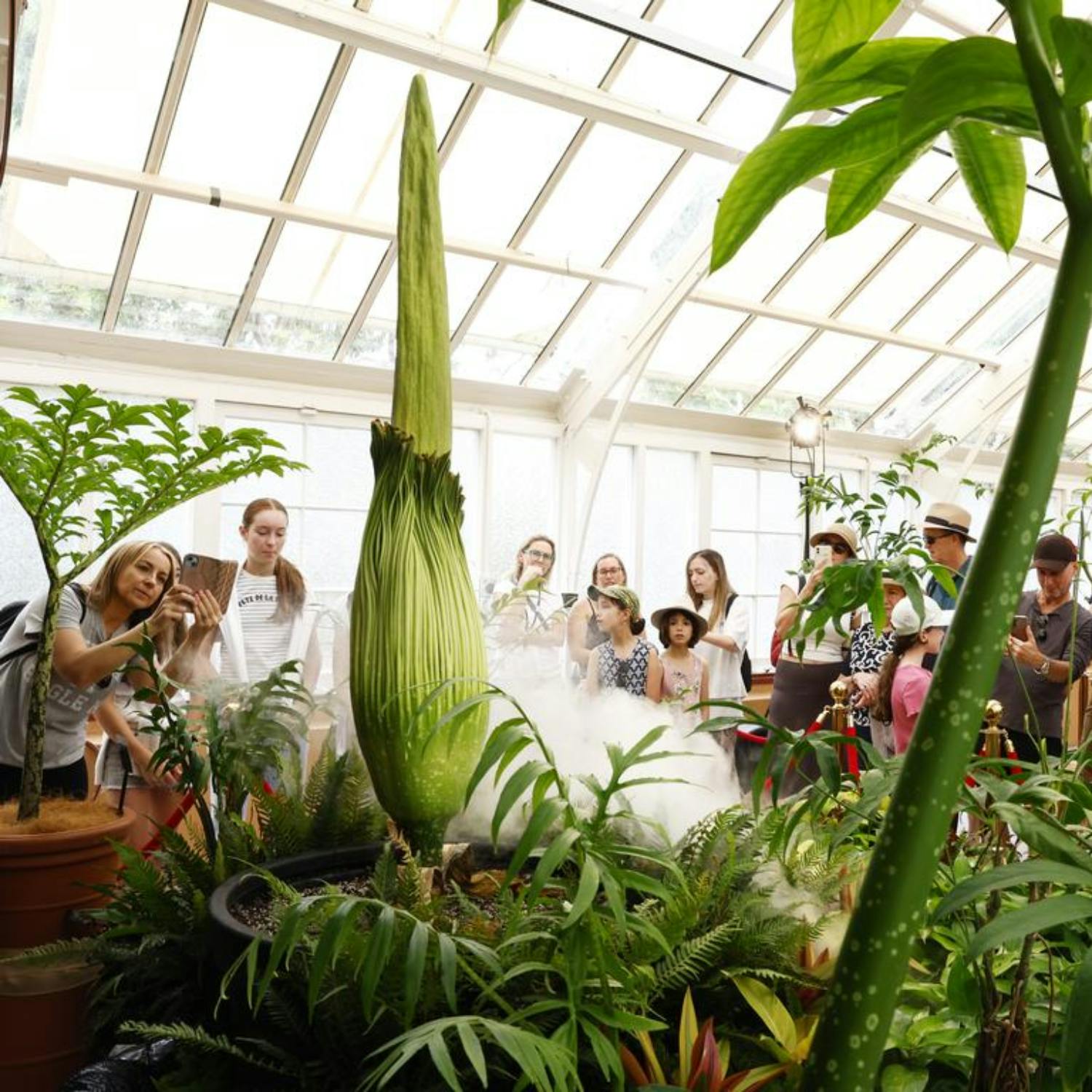 ‘Corpse flower’ is about to bloom in Sydney Image