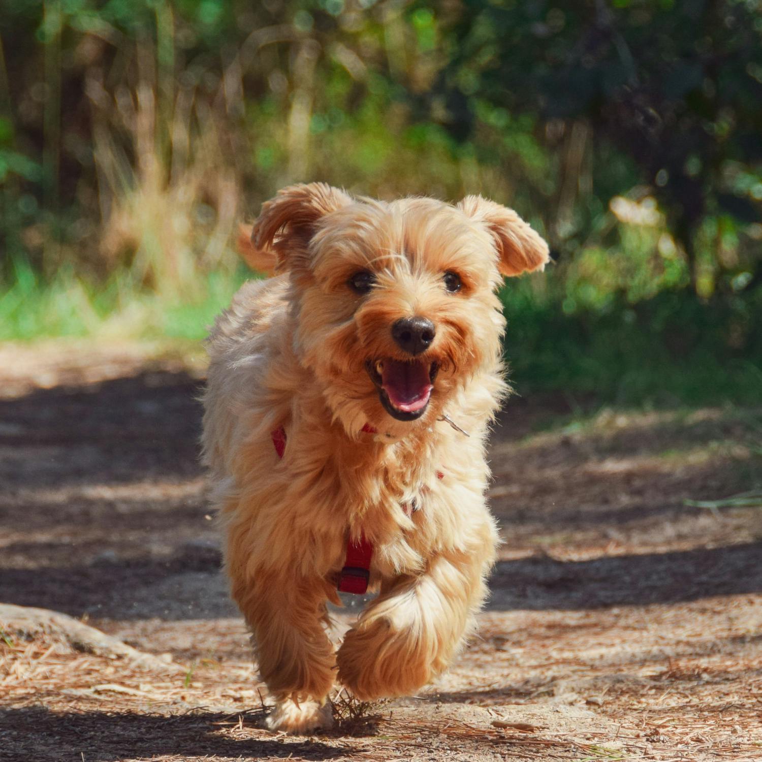 Would you clone your pet? Would you clone your pet?