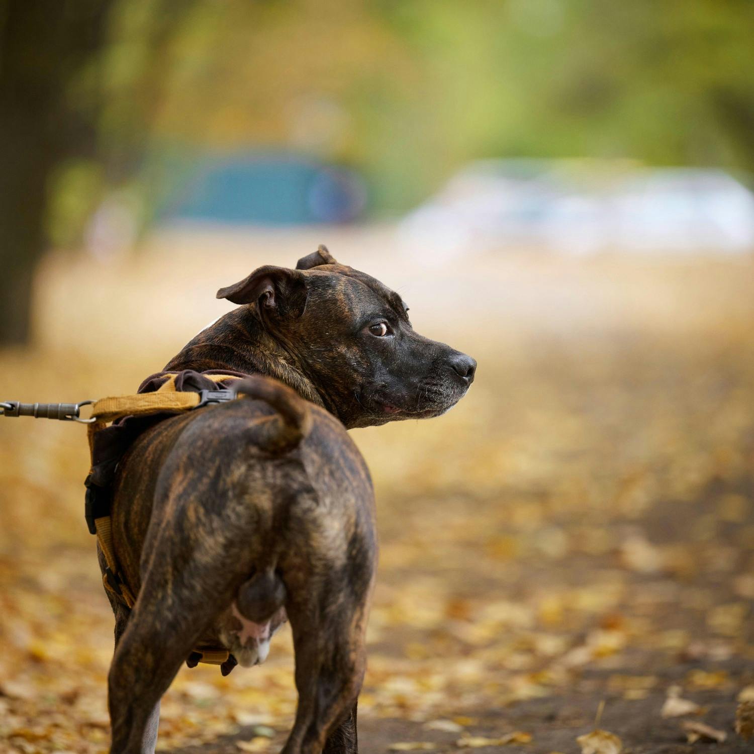 Should certain dog breeds be banned?