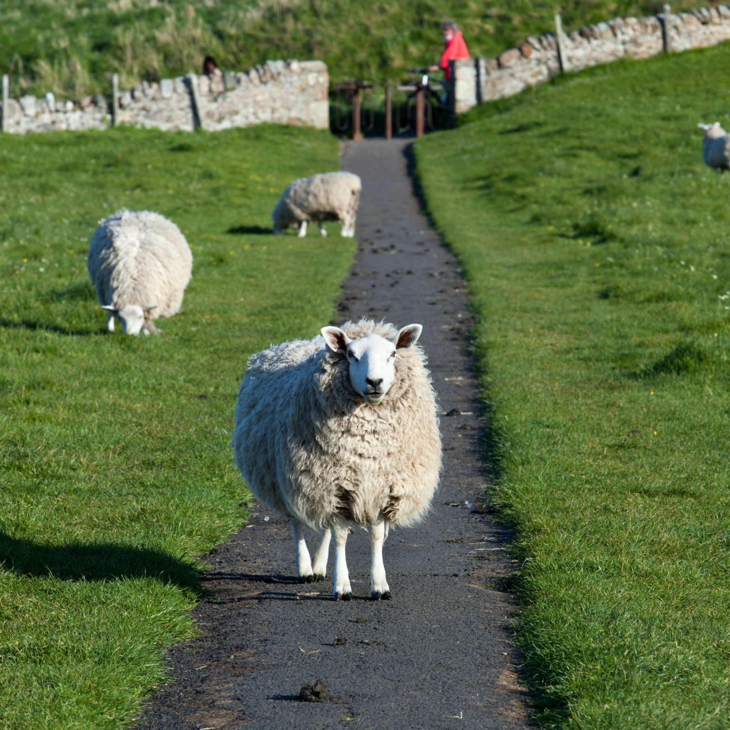 Has our footpath etiquette gone by the wayside?