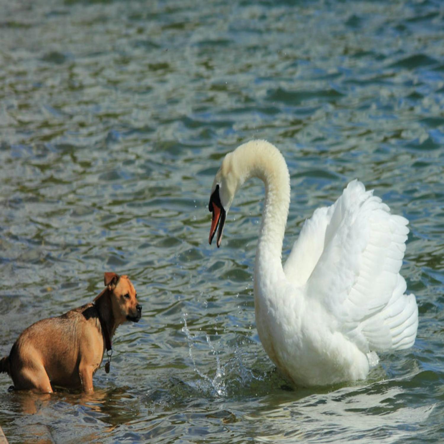 The swan that attacked a dog