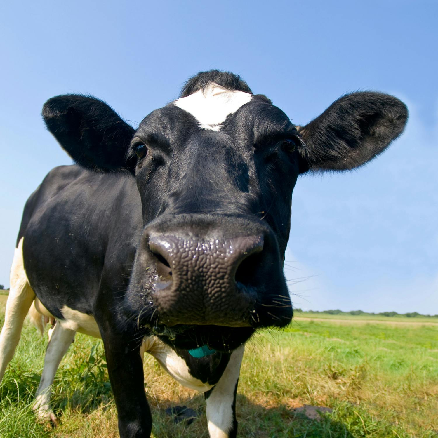 How seaweed can help the cut down on on animal-derived products episode artwork