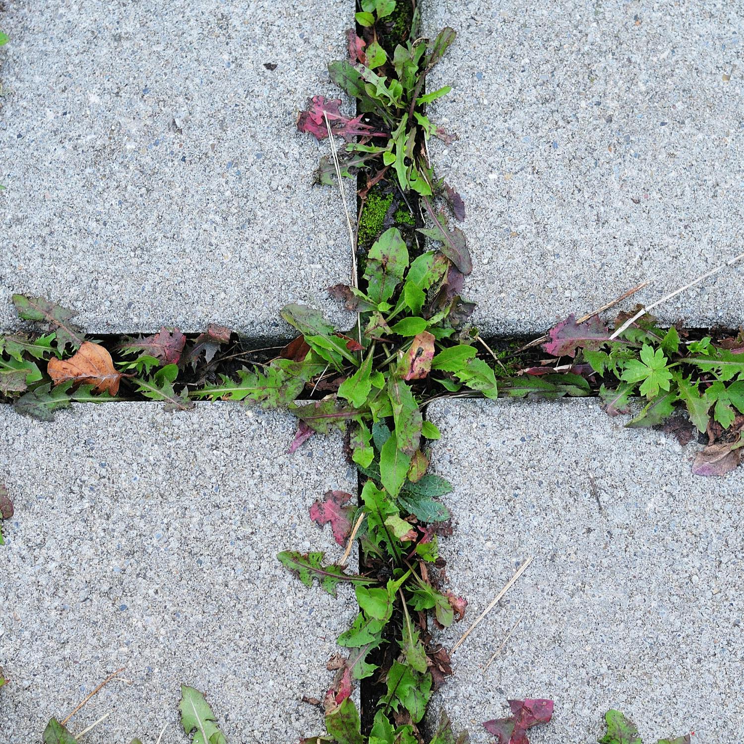 Is an adjacent footpath the responsibility of a property owner? episode artwork