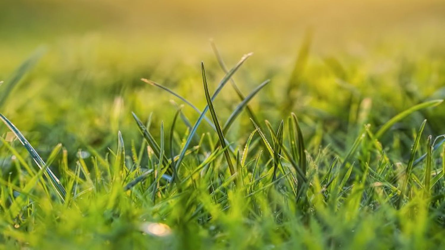 Farming: What's the grass like, is it growing?